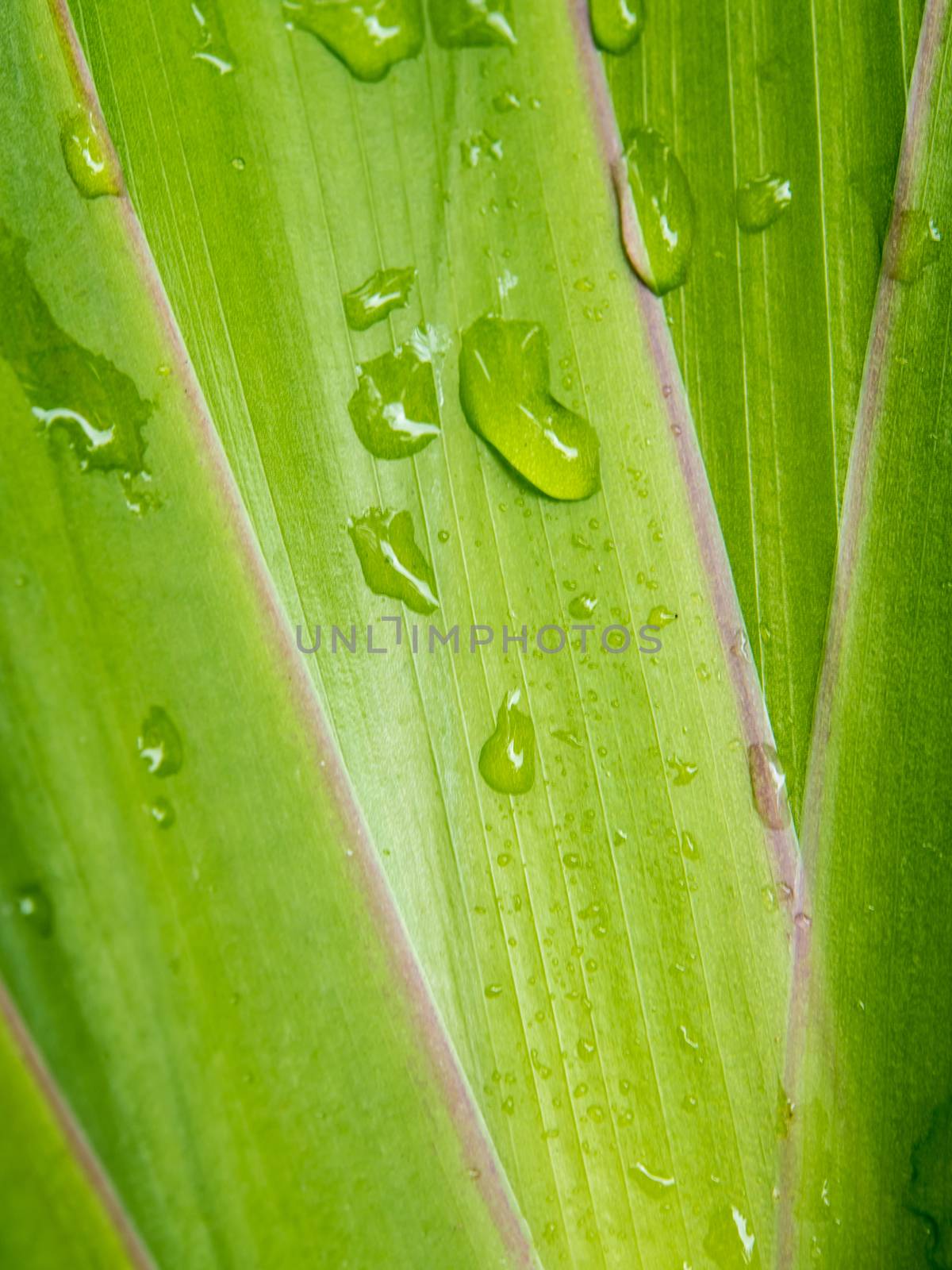 Leaves ornamental plant as background by Satakorn