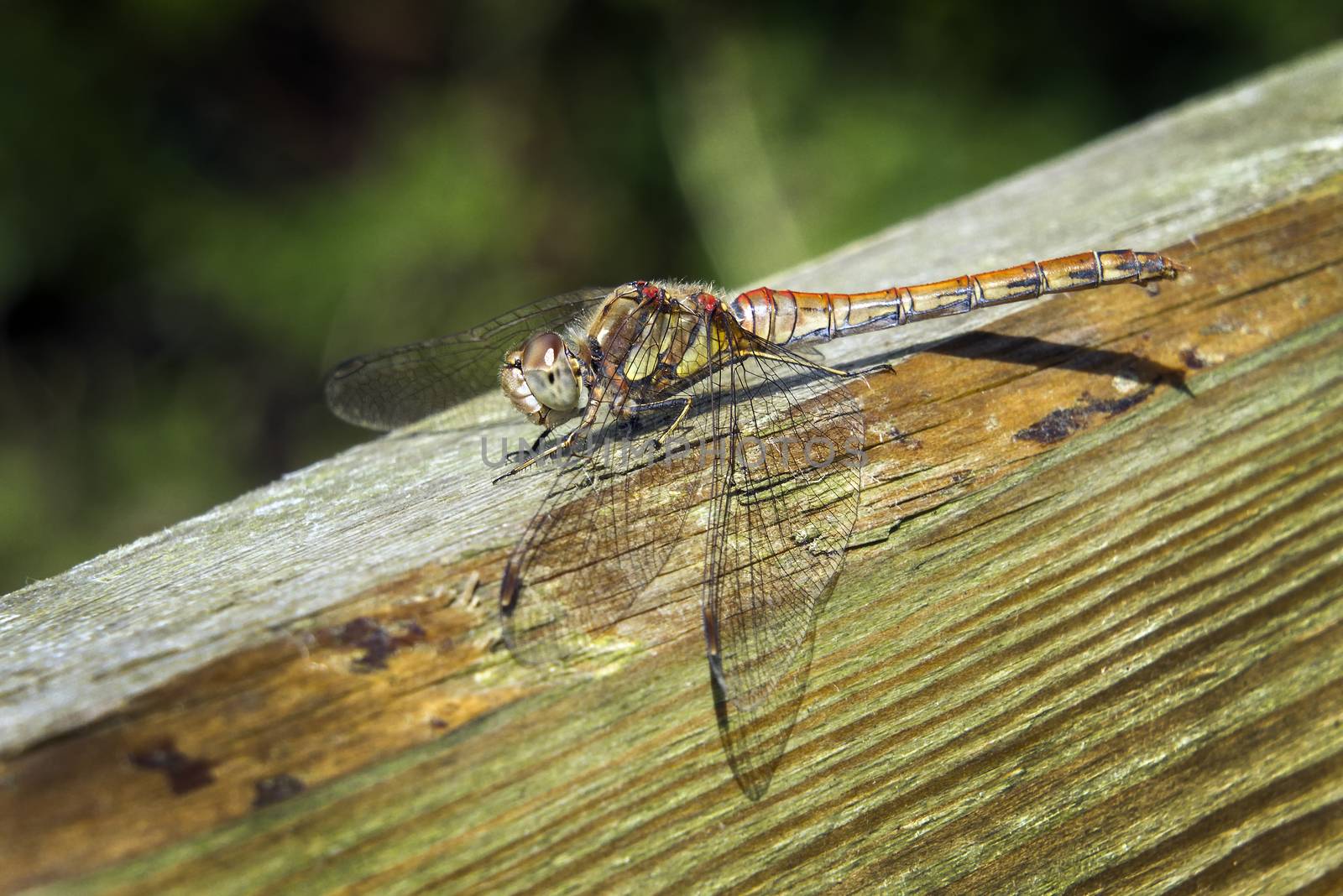 Common Darter orange dragonfly is one of the most abundant species in the UK and Europe