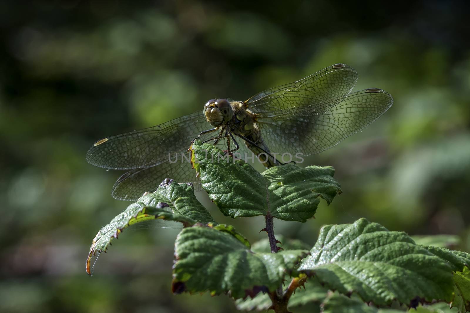 Common Darter orange dragonfly is one of the most abundant species in the UK and Europe