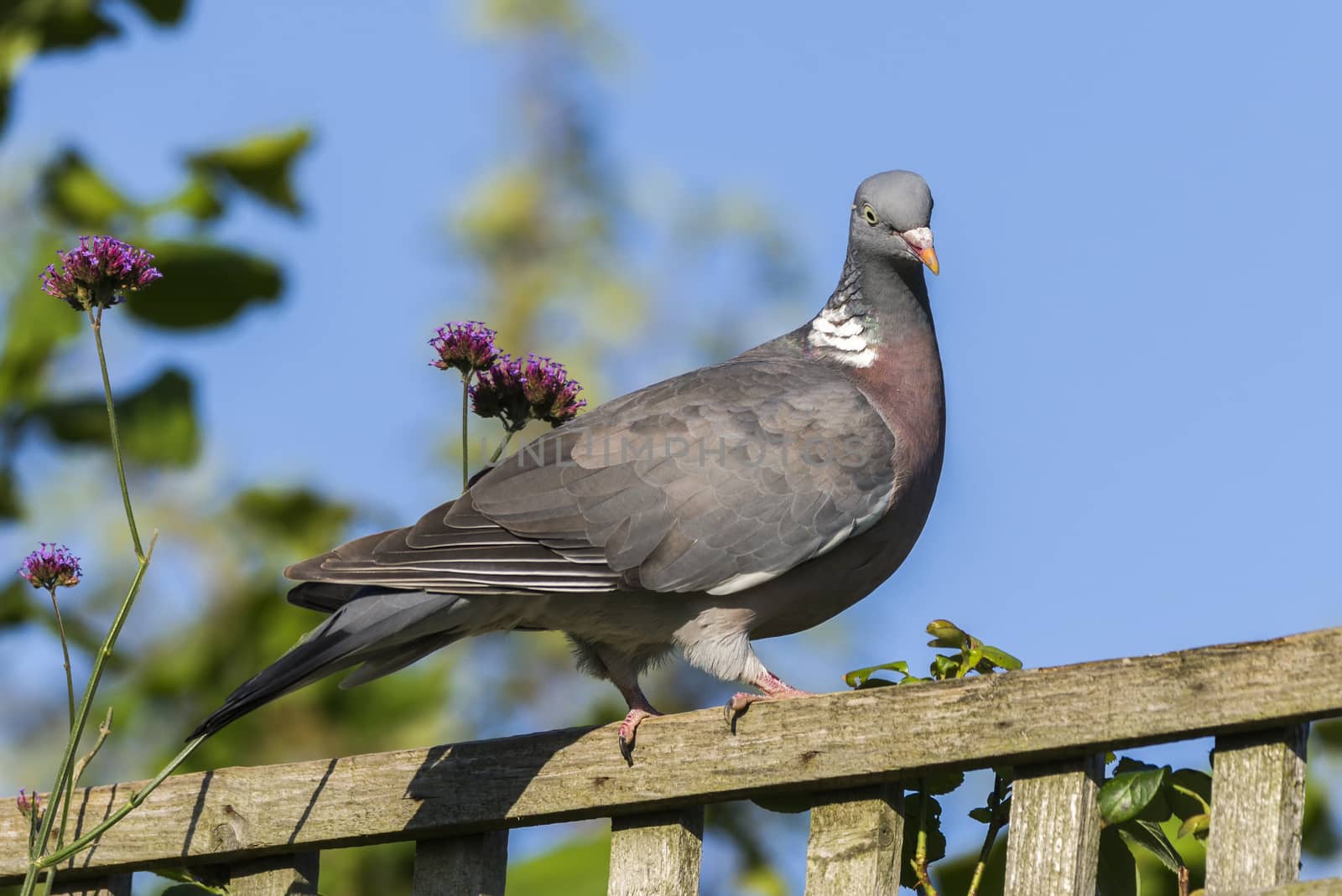 Common Wood Pigeon (Columba palumbus) a bird species of the dove family found in the UK and Europe