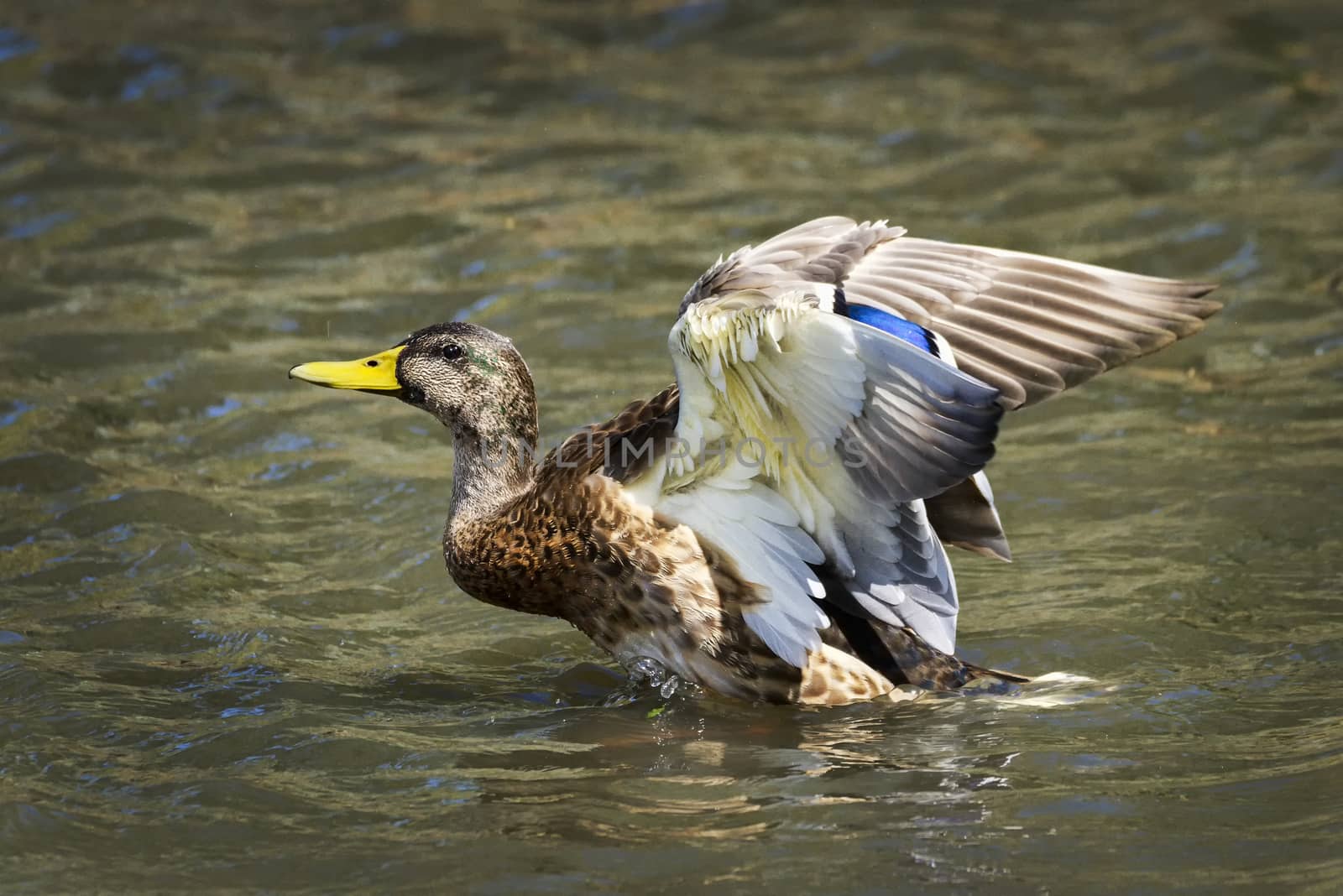 Female Mallard duck (Anus platyrhynchos) with it's wings outstretched