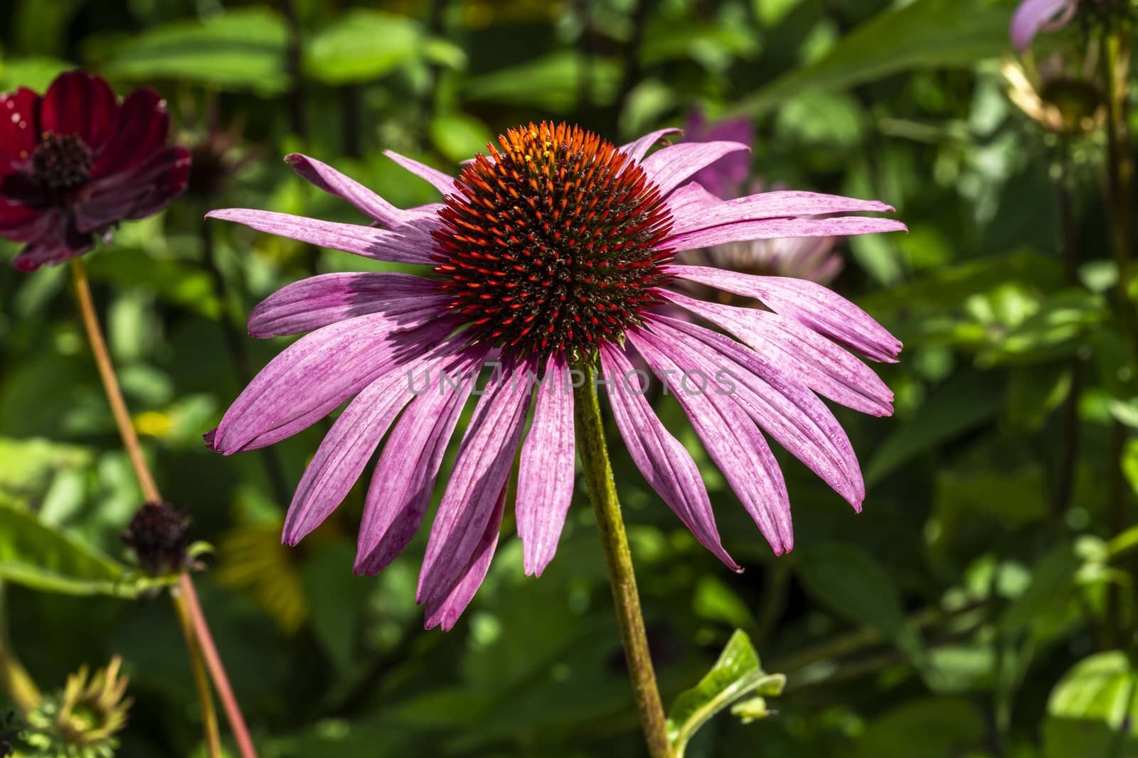 Echinacea Purpurea (Coneflower) a common hardy purple or white perennial, which as a herb is used to stimulate the immune system and has anti depressant properties