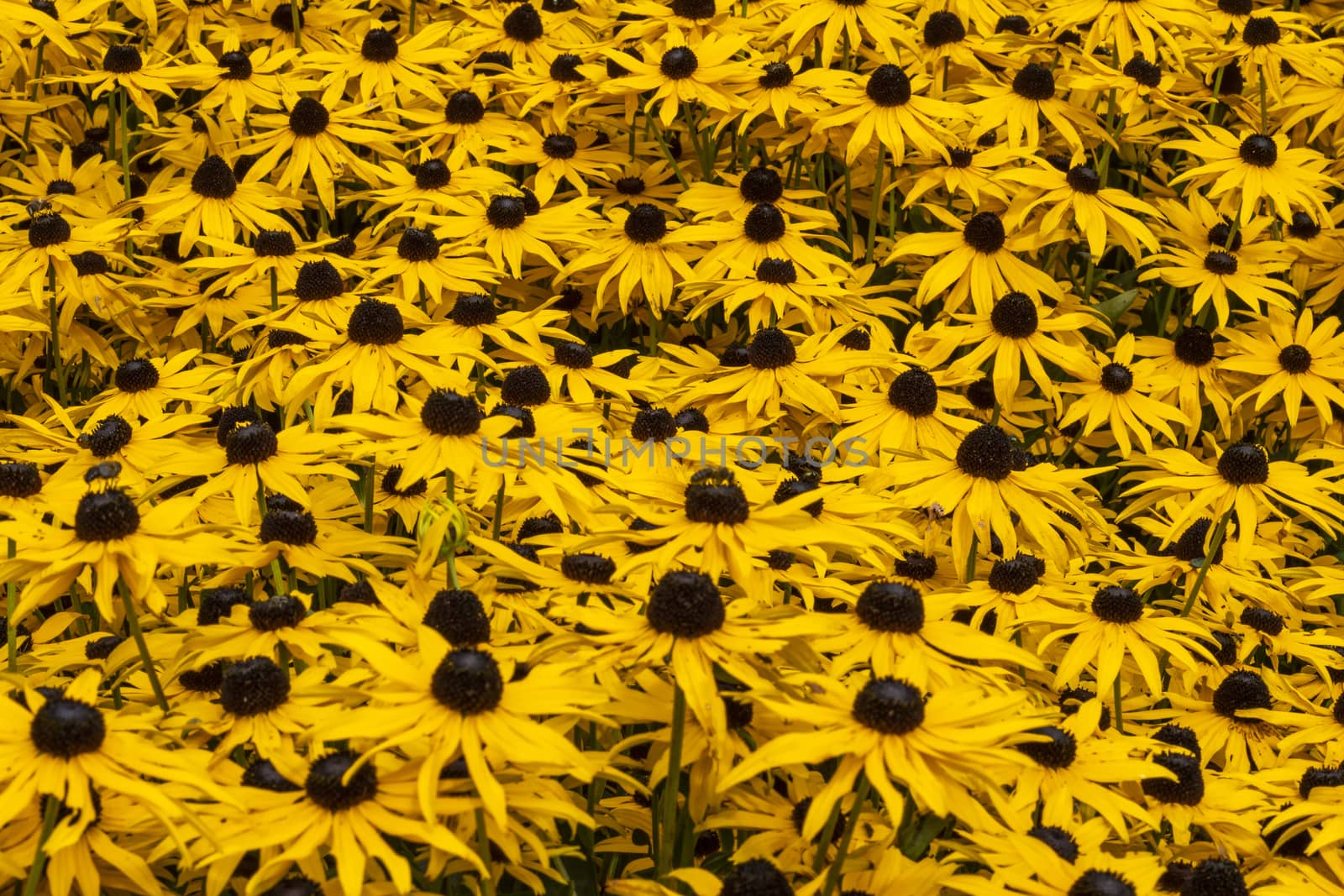 Rudbeckia fulida var Sullivantii 'Goldsturm' a summer flowering plant native to North America commonly known as black eyed susan or coneflower