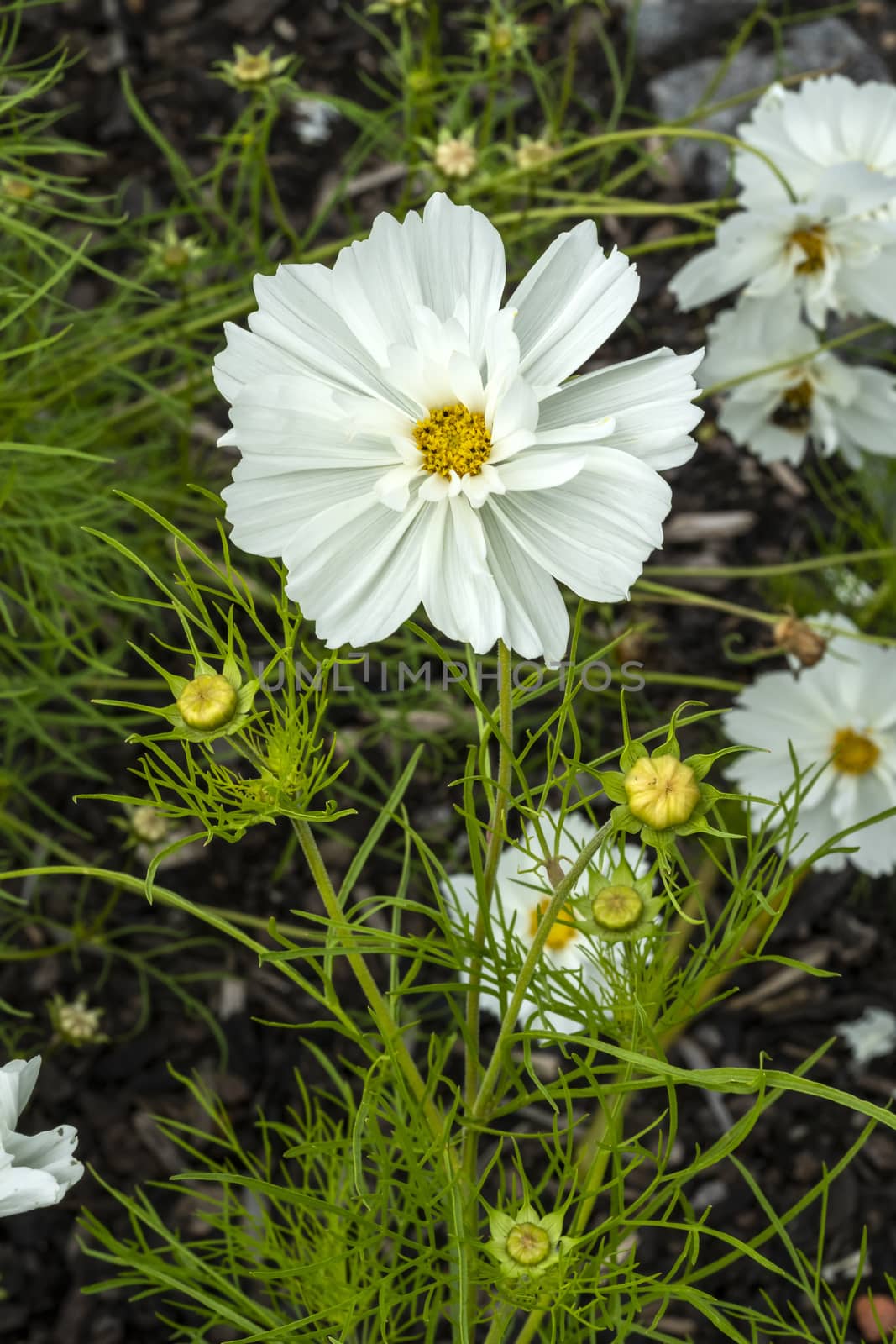 Cosmos bipinnatus 'Sonata White' a summer flowering plant native to  America commonly known as garden cosmos or Mexican aster