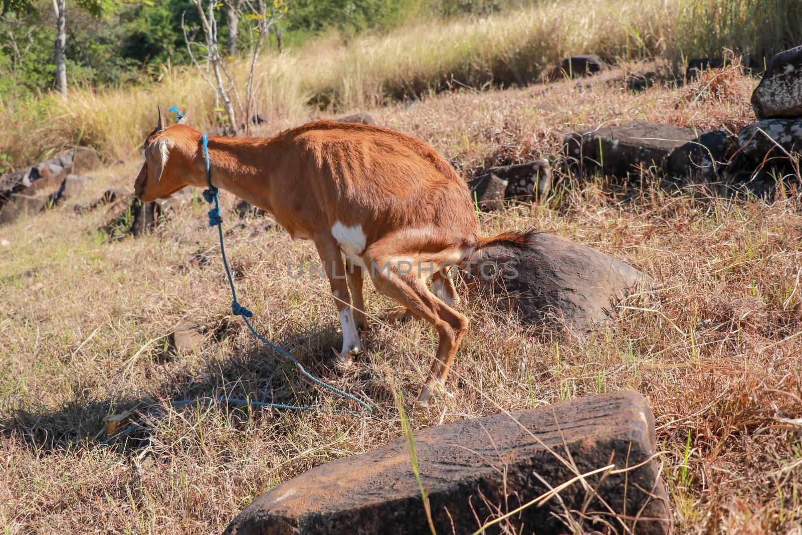 A brown goat peeing on a grassy slope. Young goat defecate on hillside with dry vegetation and large rocks. The animal excludes excrement. The emptying process. Goat grazes in a meadow. Urinate.