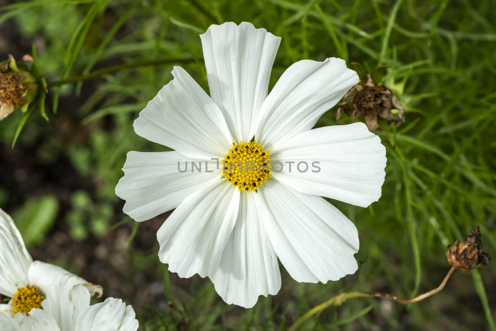 Cosmos bipinnatus 'Sonata White' a summer flowering plant native to  America commonly known as garden cosmos or Mexican aster