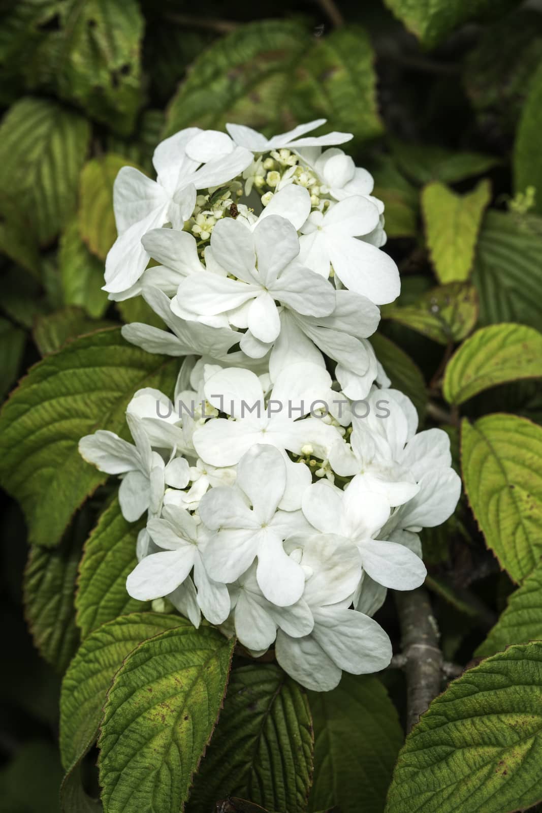 Viburnum plicatum forma tomentosum 'Shasta' a white spring summer flowering shrub commonly known as doublefire