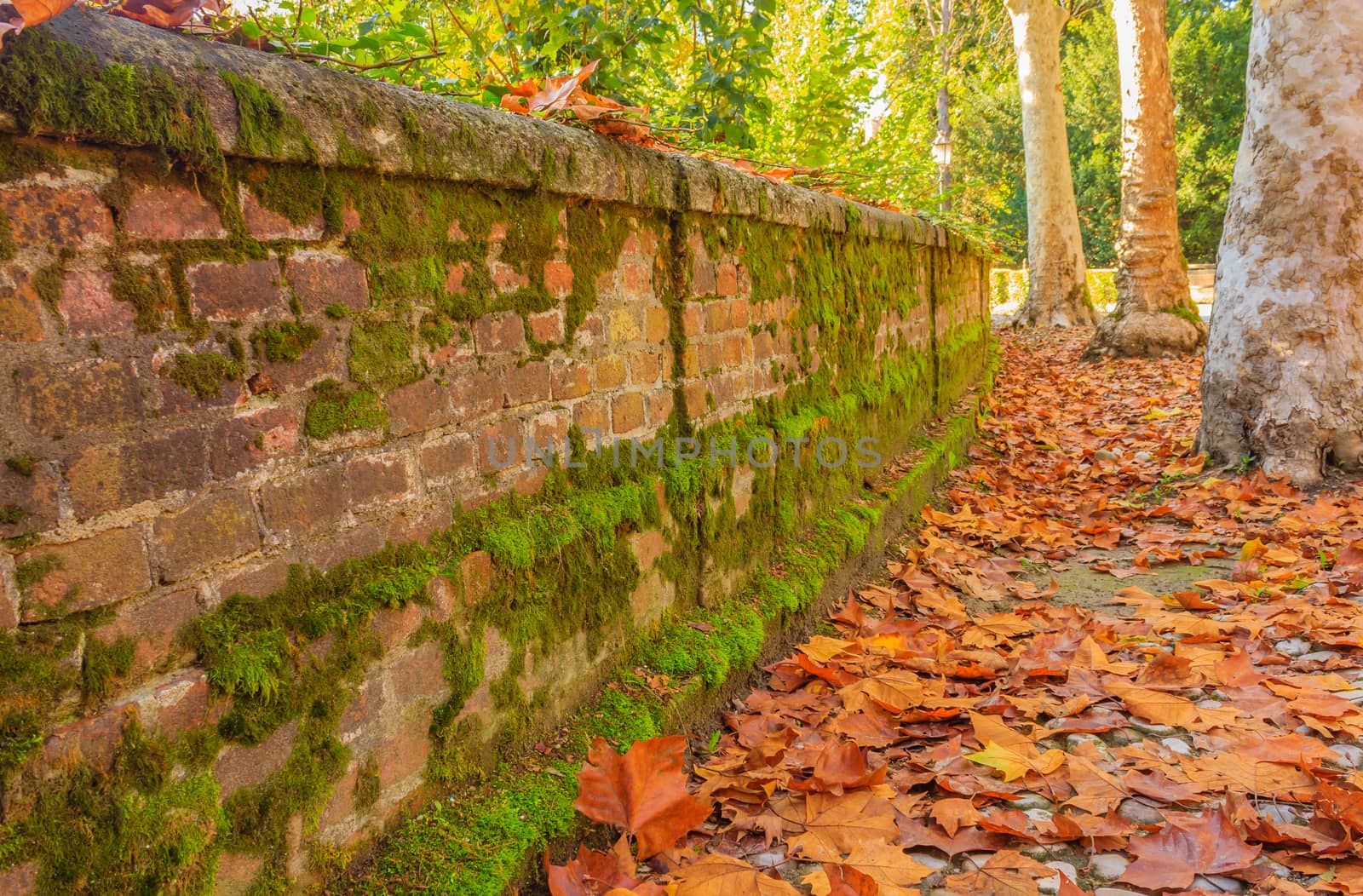 a colorful autumn landscape with a carpet of leaves and a low wall covered with mosses and lichens