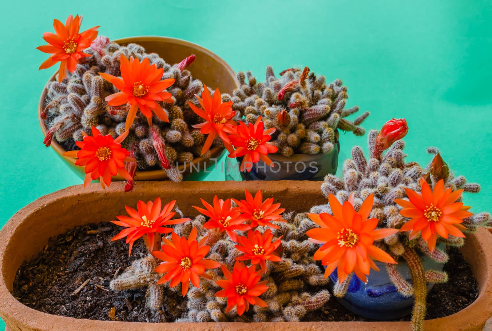 flowering cacti plant by moorea
