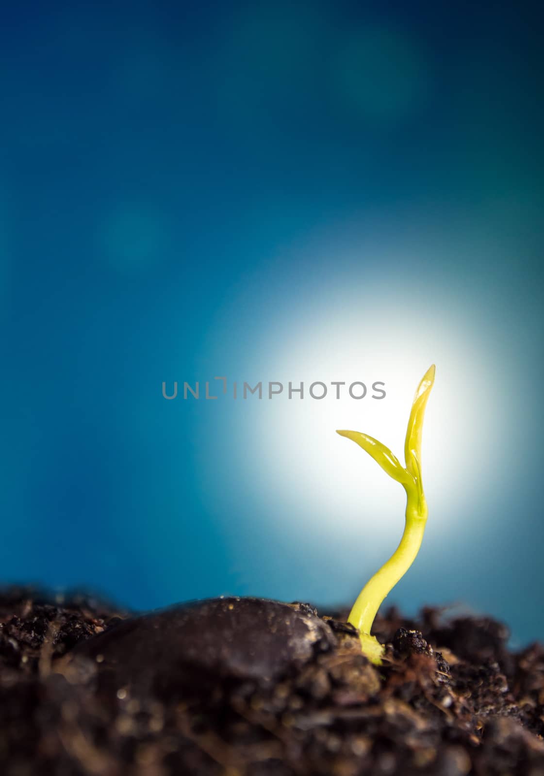 Bud leaves of young plant seeding and clear blue sky by Satakorn