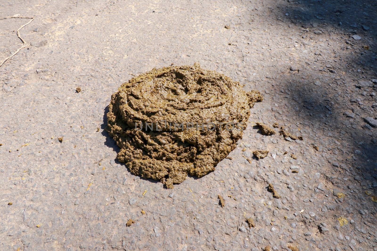 Fresh cow poop - valuable fertilizer for the soil. Fresh and still wet cow shit on the road. Detail of cattle excrement on asphalt road. Big shit.