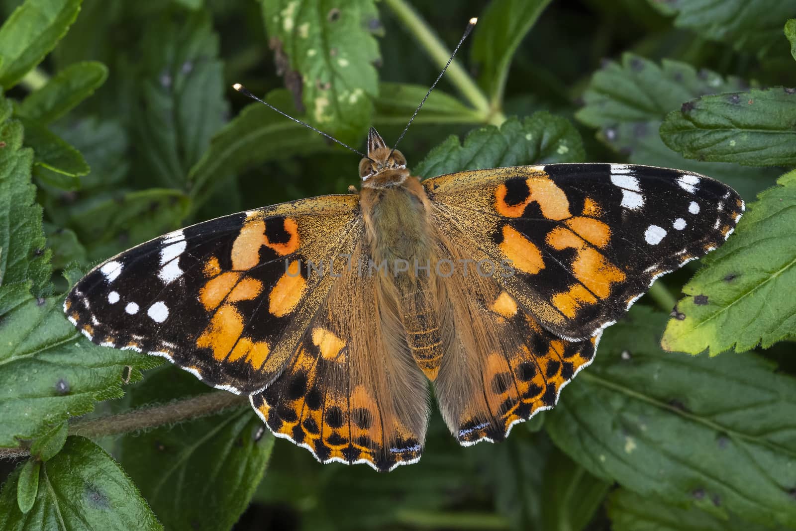 Painted Lady Butterfly (Vanessa cardui) with wings outstreached resting on a summer leaf