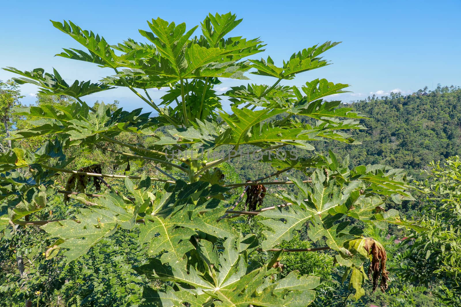 A close up view of a papaya tree with ripened fruits. Huge leaves of papaya on long stalks. Background with tropical forest and azure blue sky.