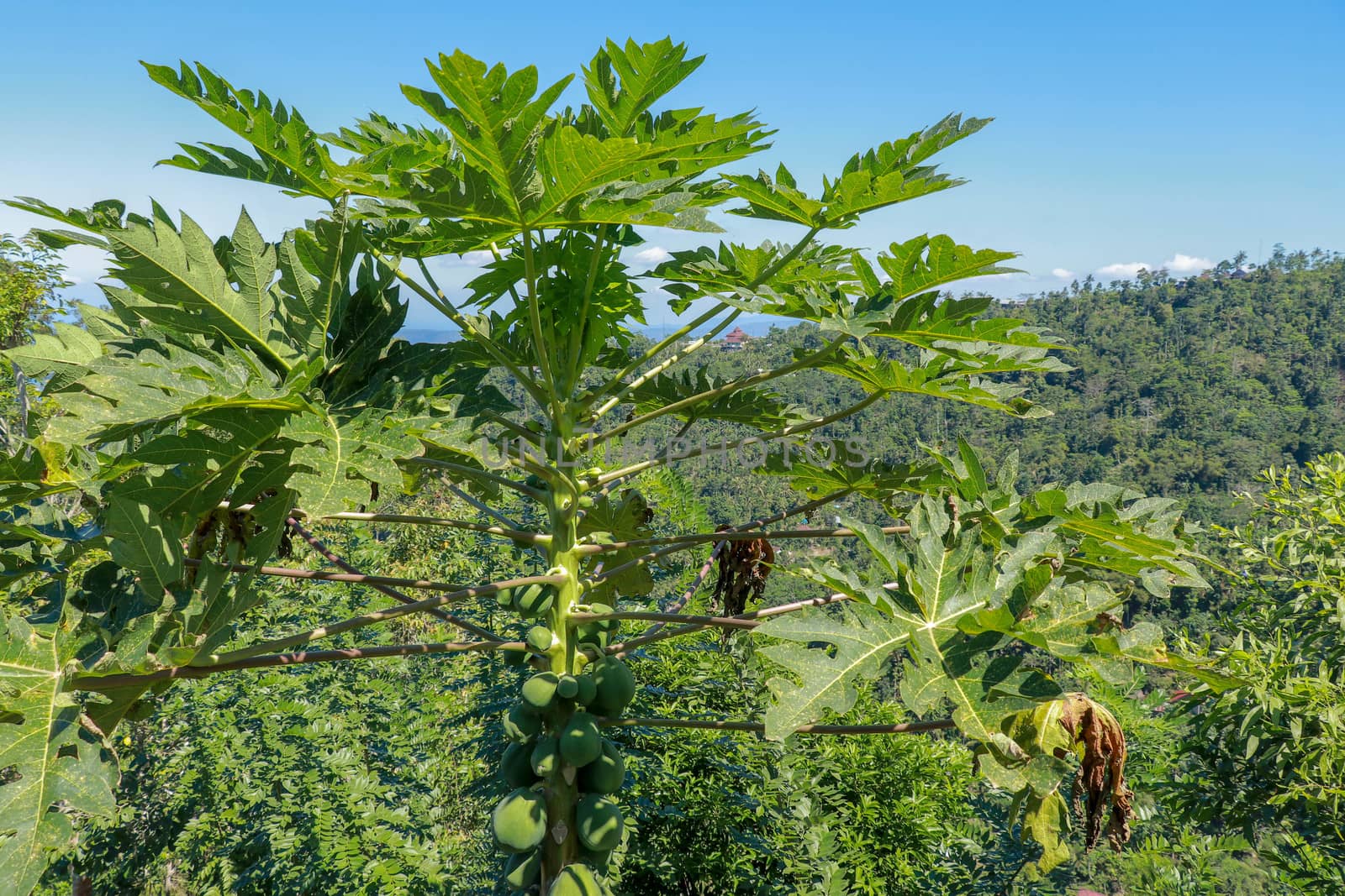 A close up view of a papaya tree with ripened fruits. Huge leaves of papaya on long stalks. Background with tropical forest and azure blue sky.