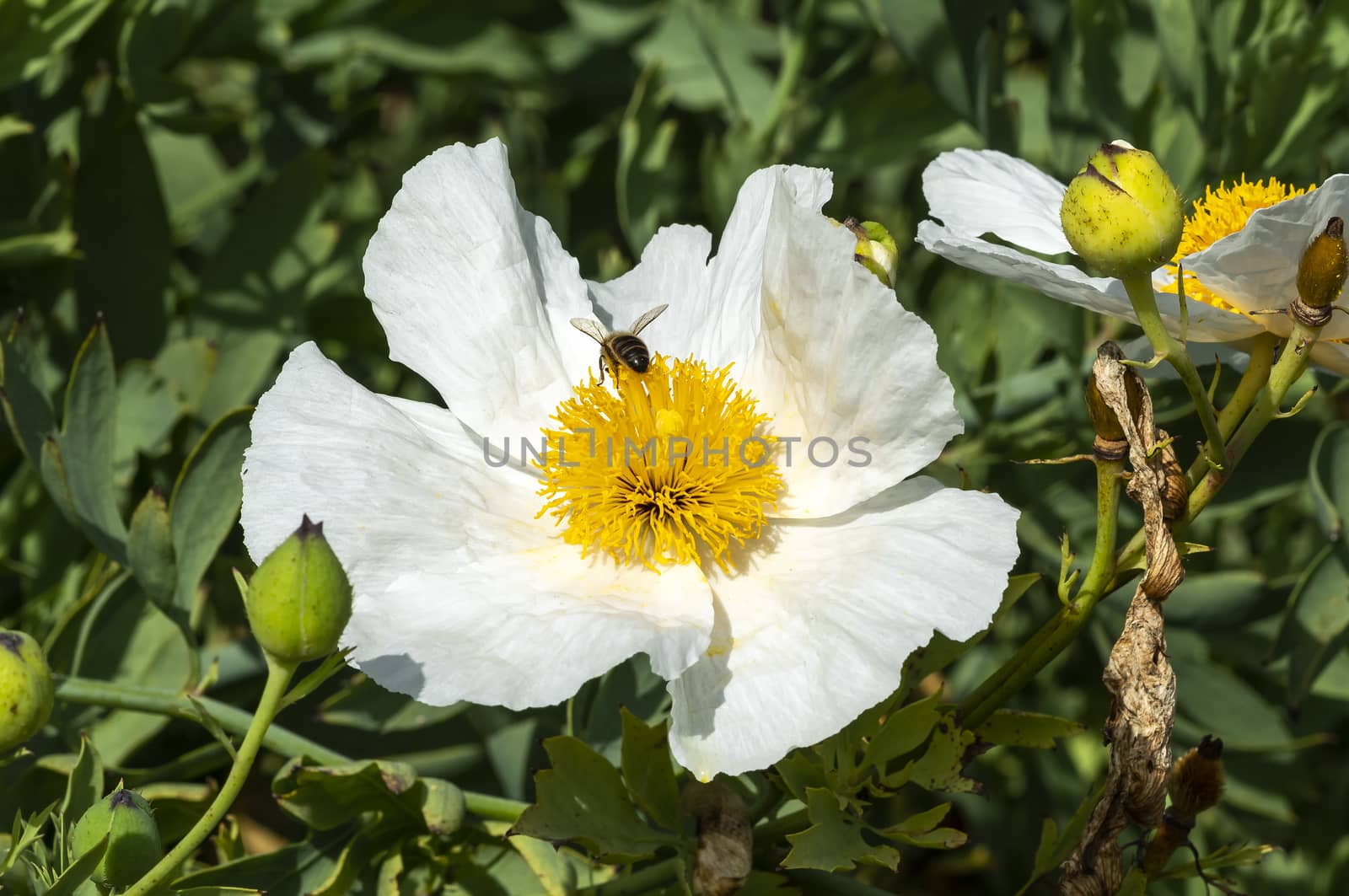 Romneya coulteri a white summer large flower shrub plant commonly known as Californian Tree Poppy