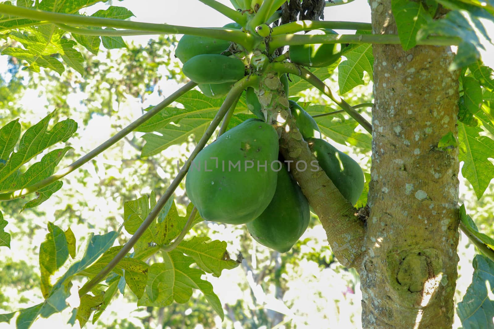 Close-up view of ripened papaya fruits hanging in a tree crown. Fresh green color. Fresh fruit to tear off. Healthy and tasty diet. Refreshing and fresh fruit.