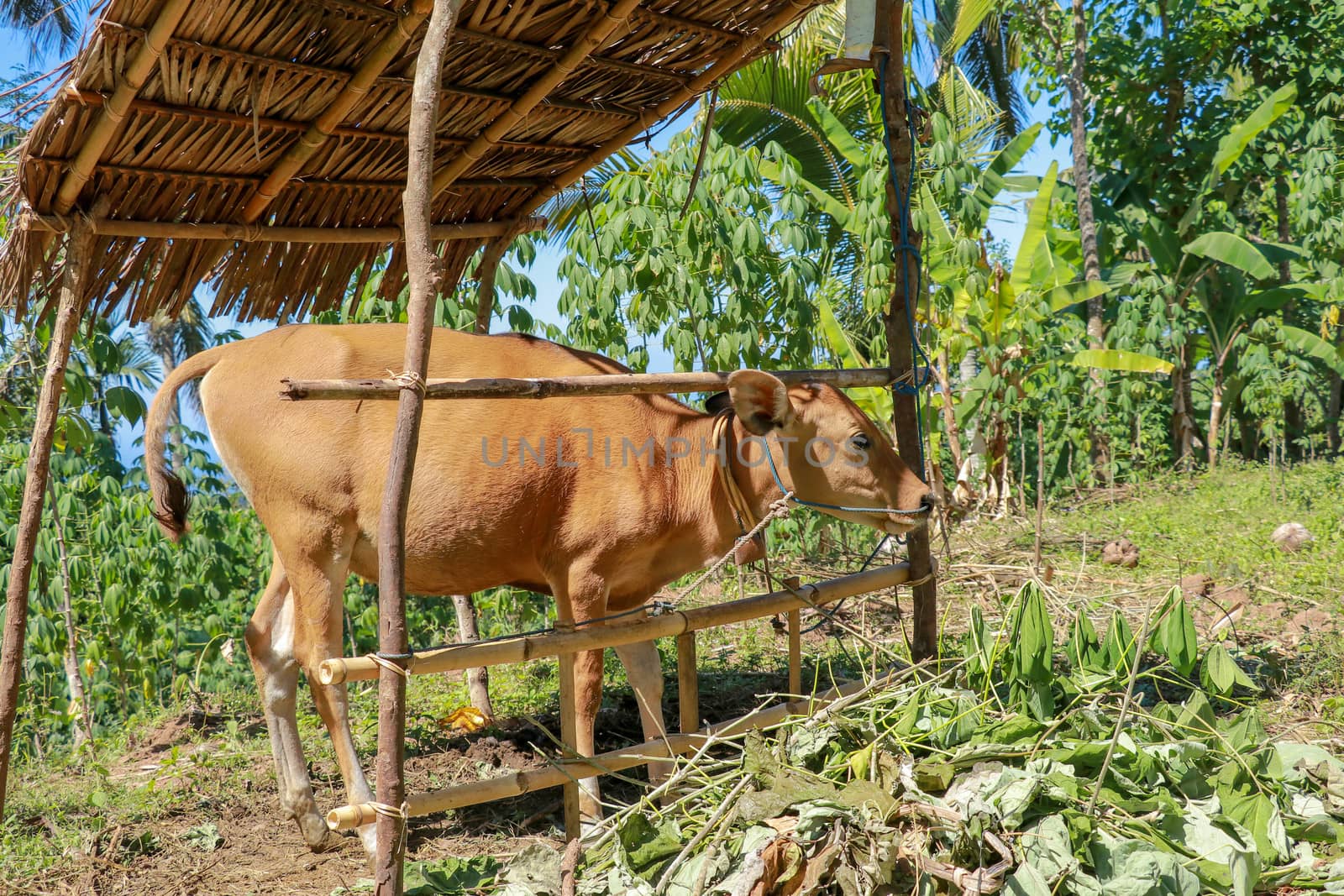 The cow stands under the shelter and eats fresh grass. Beef cattle Balinese farmers. A brown cow looks directly into the camera. Tropical background.
