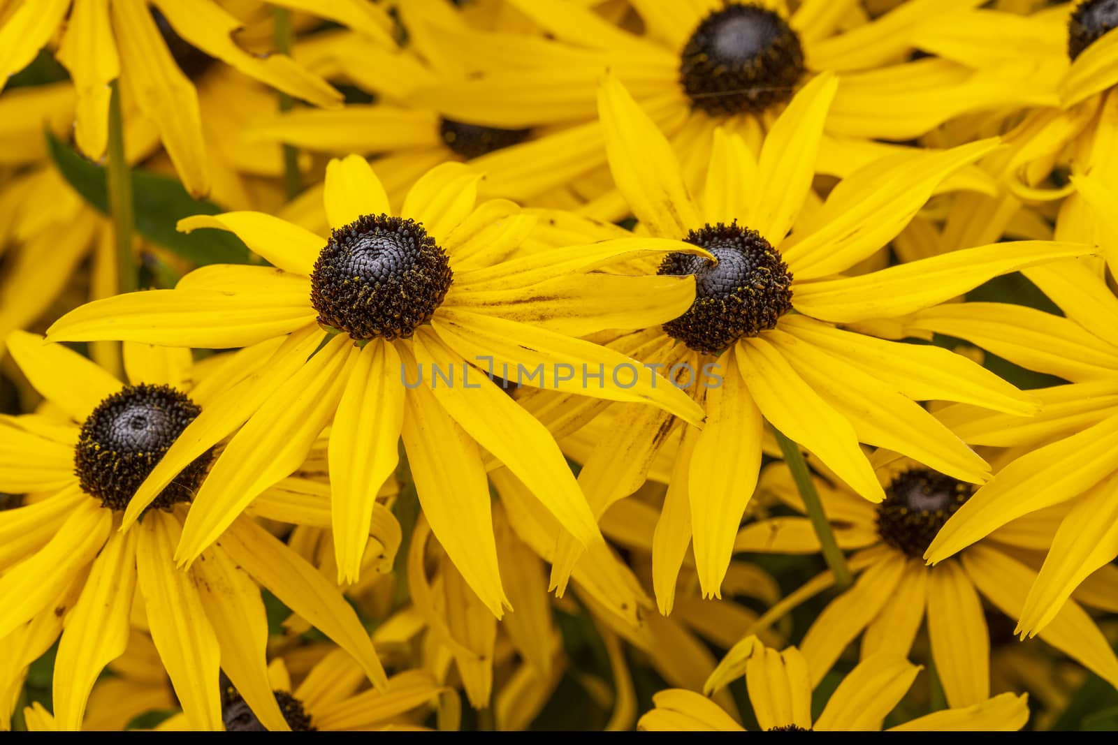 Rudbeckia fulida var Sullivantii 'Goldsturm' a summer flowering plant native to North America commonly known as black eyed susan or coneflower