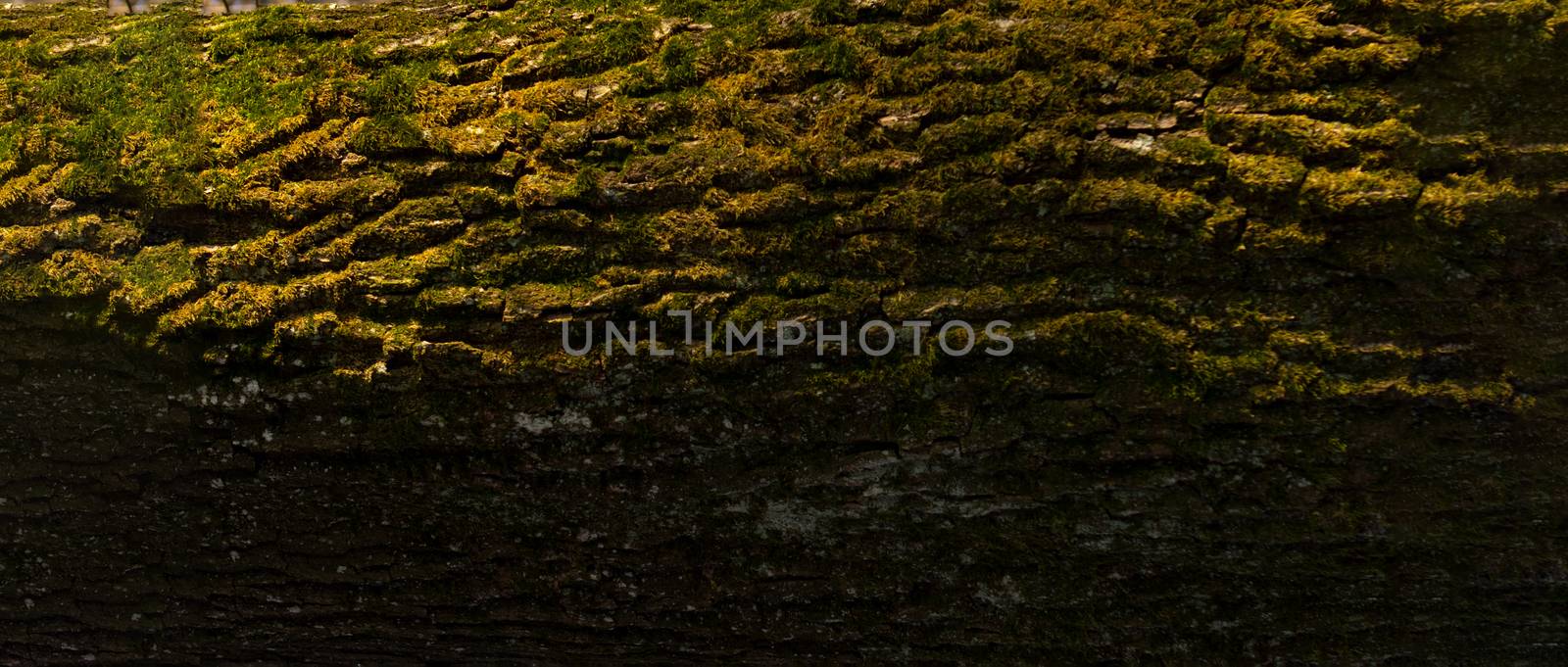 Tree trunk close up with copy space