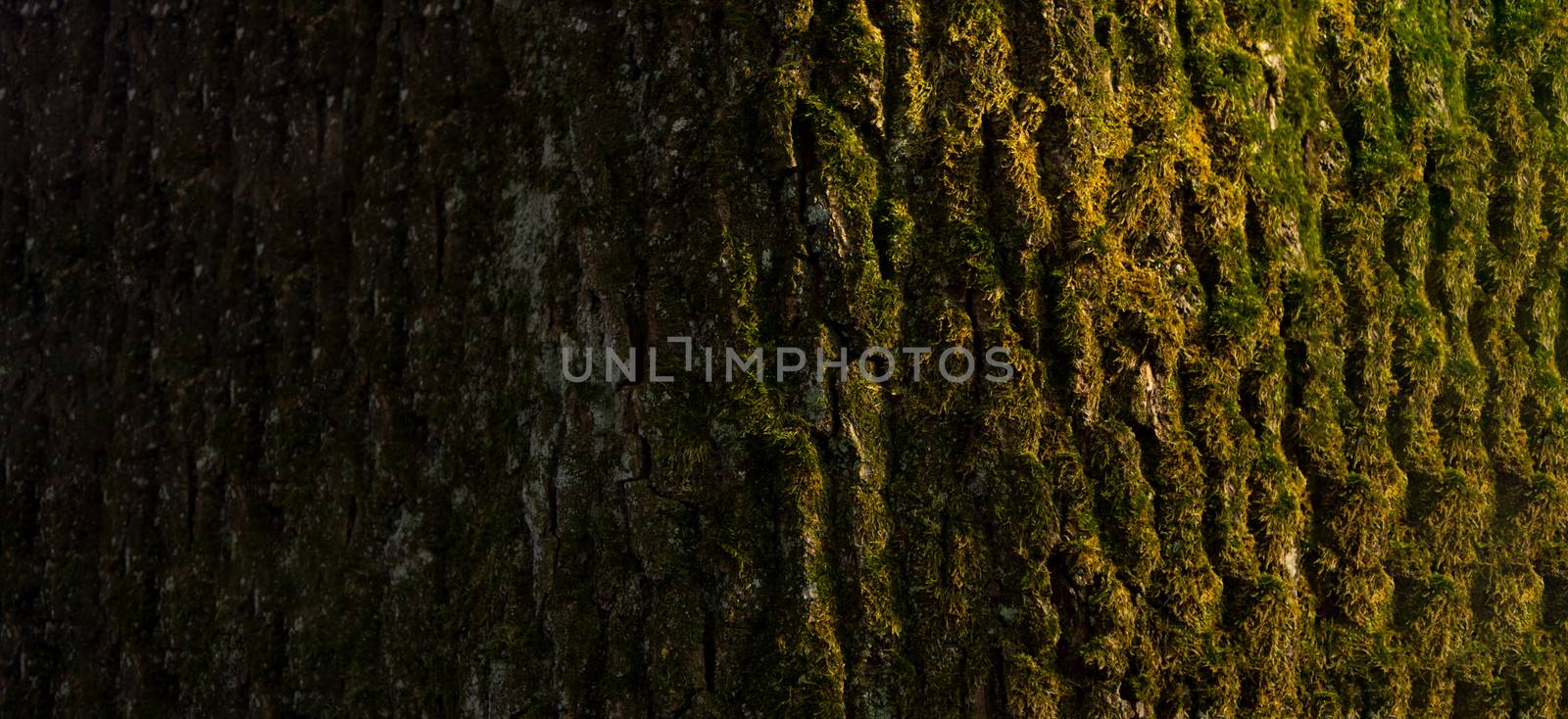 Tree trunk close up with copy space