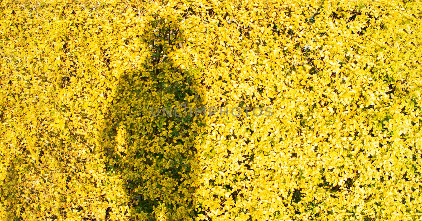 shadow of a woman on yellow flower field. Portrait by PeterHofstetter