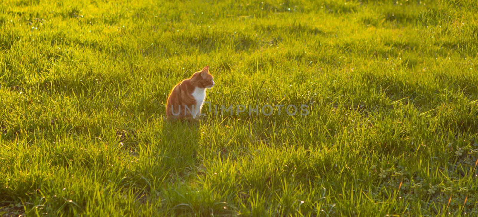 cat sitting in green grass waiting for a mouse, back lit by PeterHofstetter