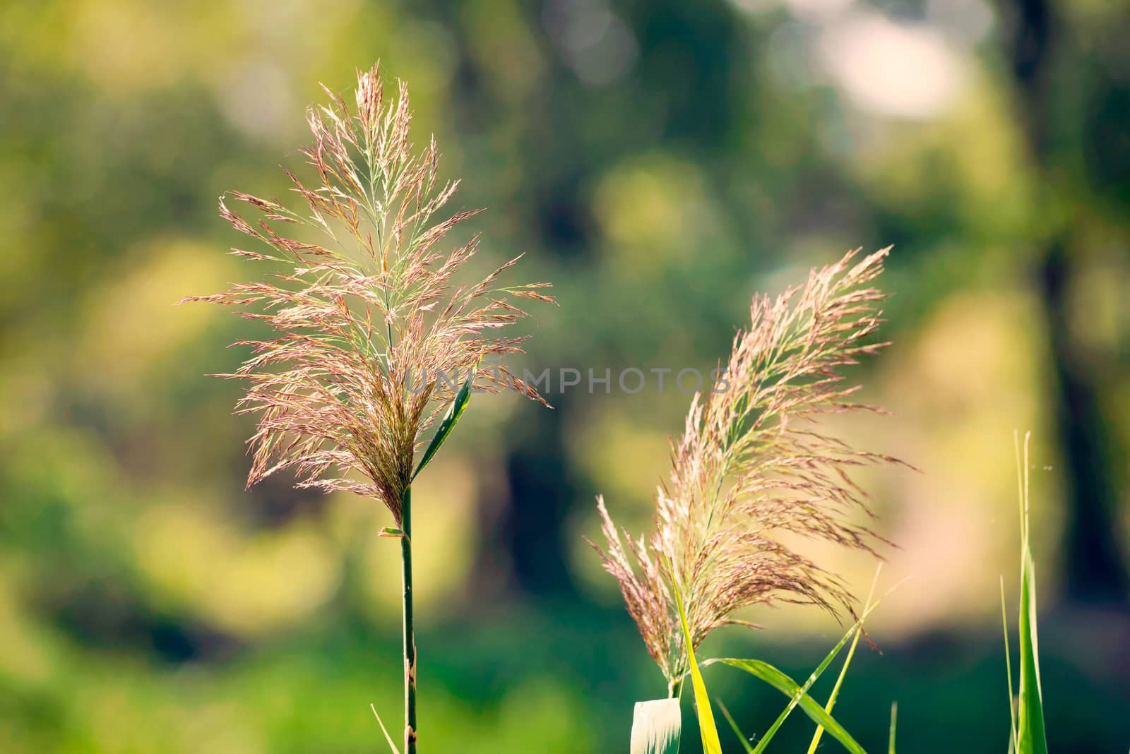 Phragmites australis flower close to the lake in autumn