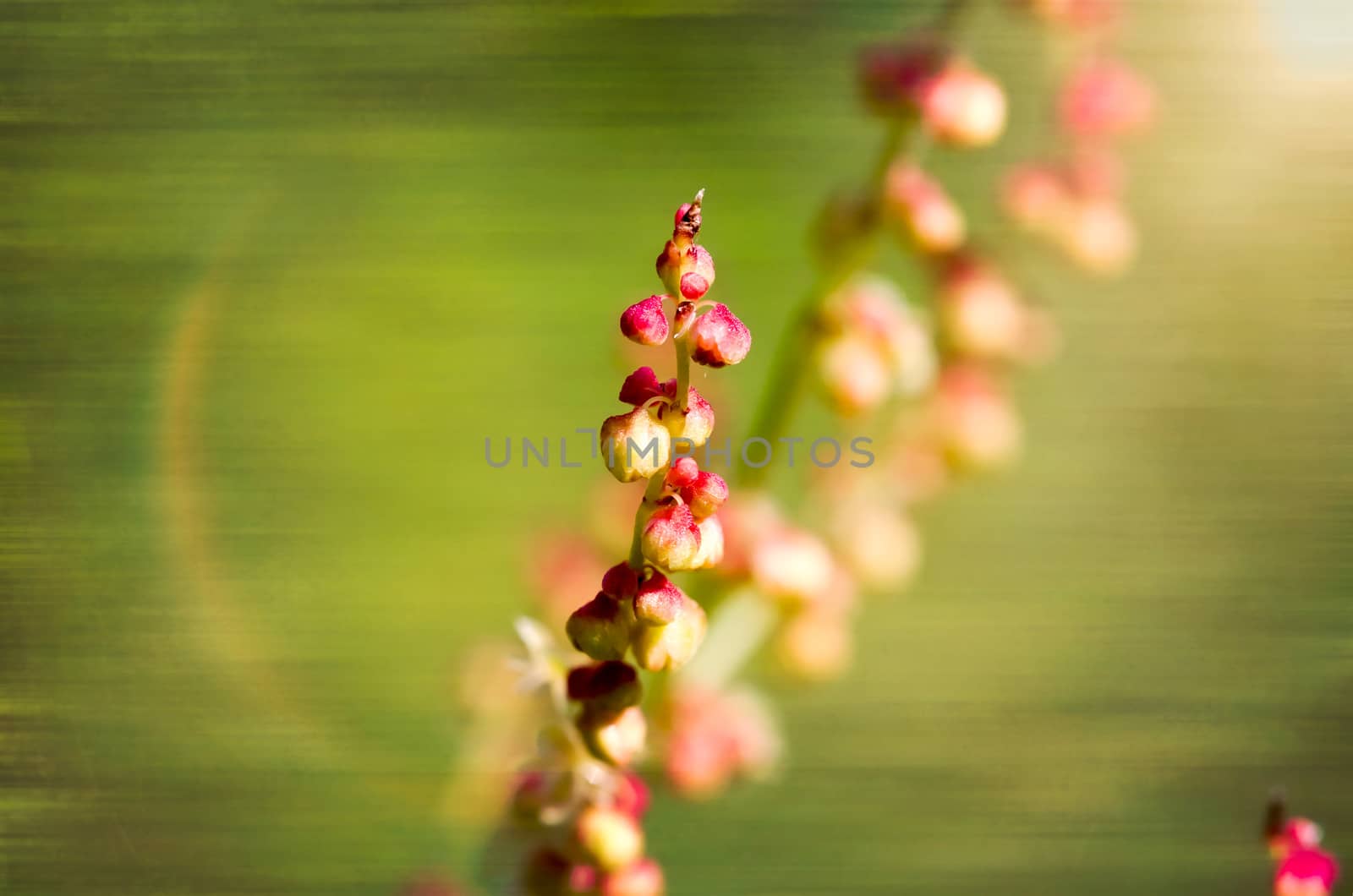 Red Rumex Acetosella glowing under the warm spring sunset