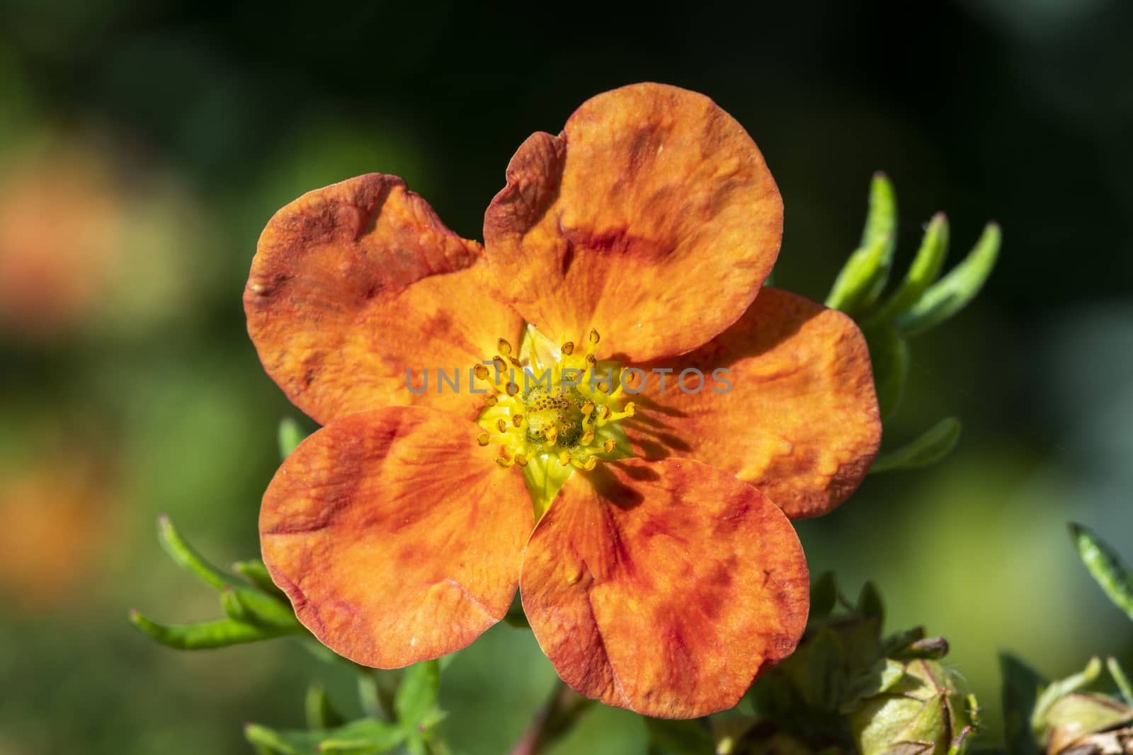 Potentilla 'Red Ace' a summer flowered plant known as cinquefoil