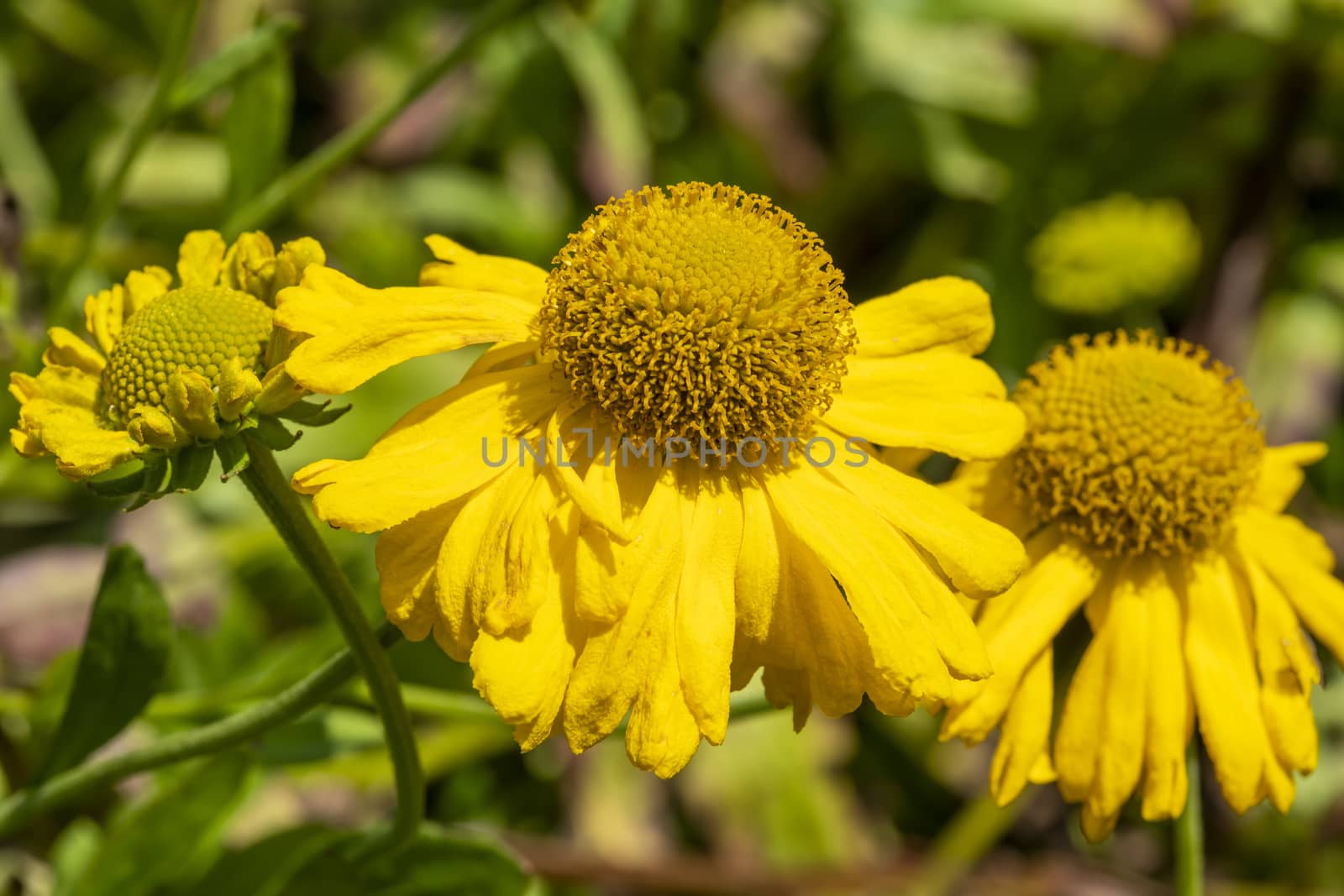 Helenium 'Butterpat' a summer flowered plant known as sneezeweed