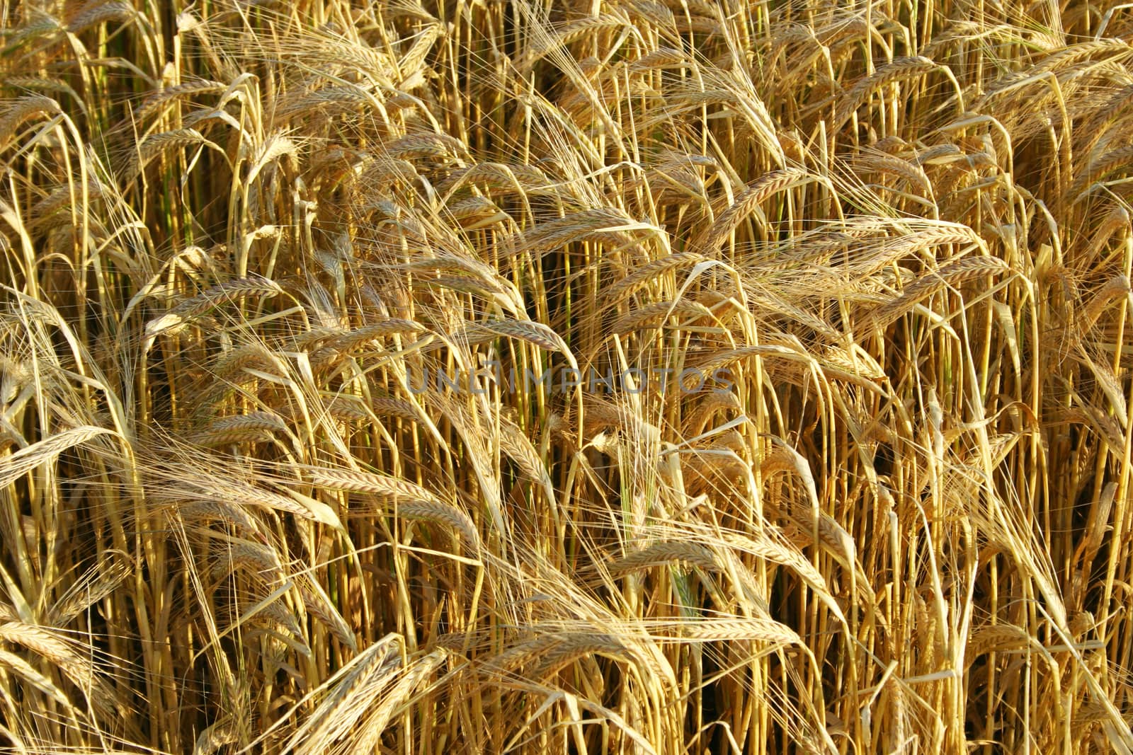 Golden field of wheat in afternoon sun