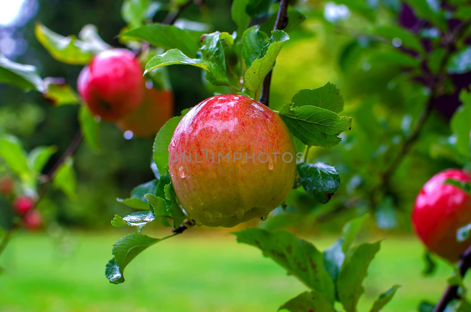 Shiny delicious apples hanging from a tree branch in an apple orchard by KajaNi