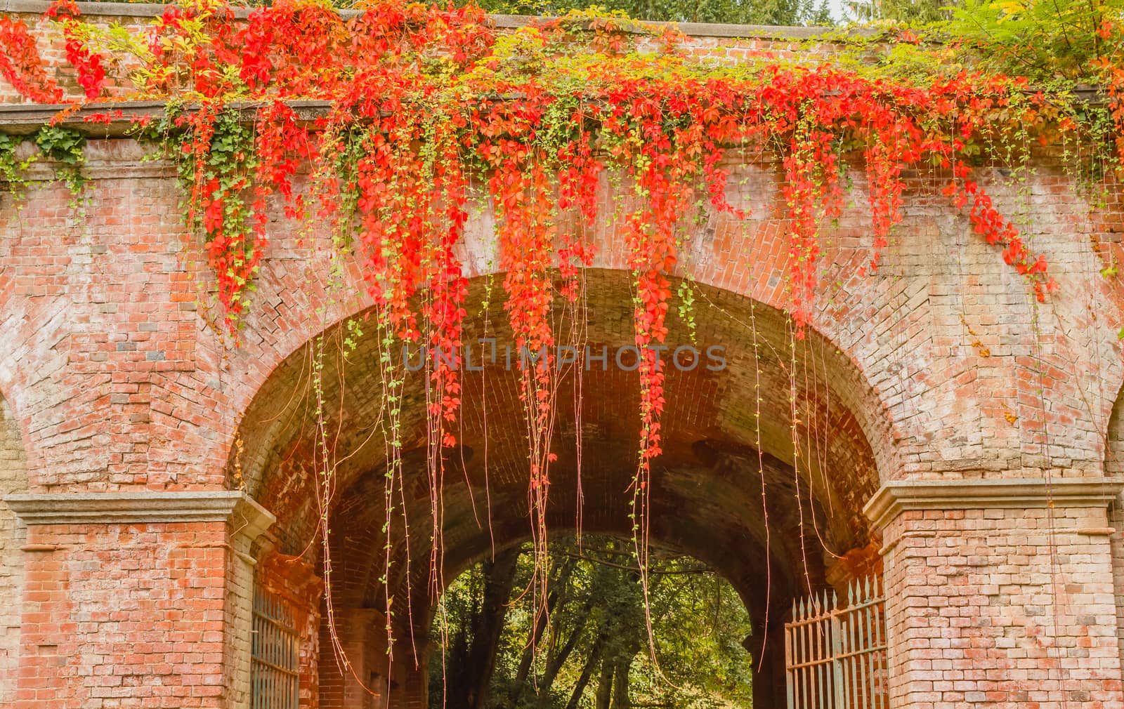 Close-up of a  colorful foliage of beech tree adorns a brick arch by moorea