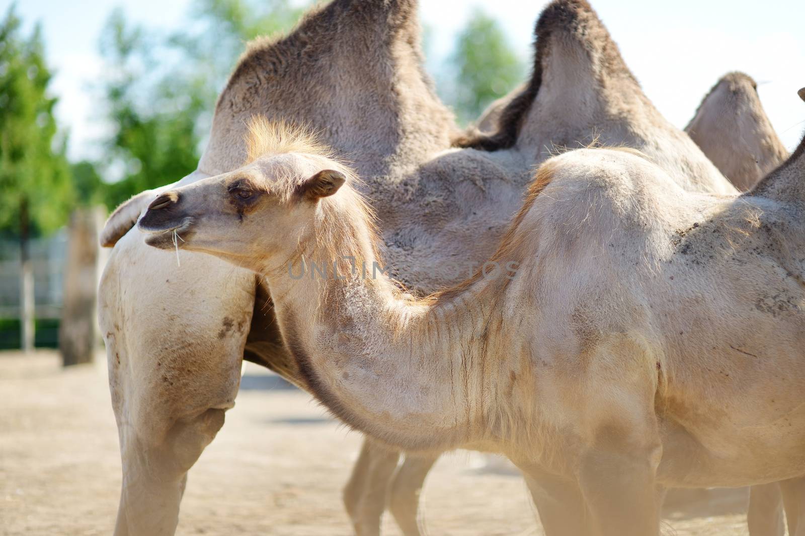 Camel at the zoo by maximkabb