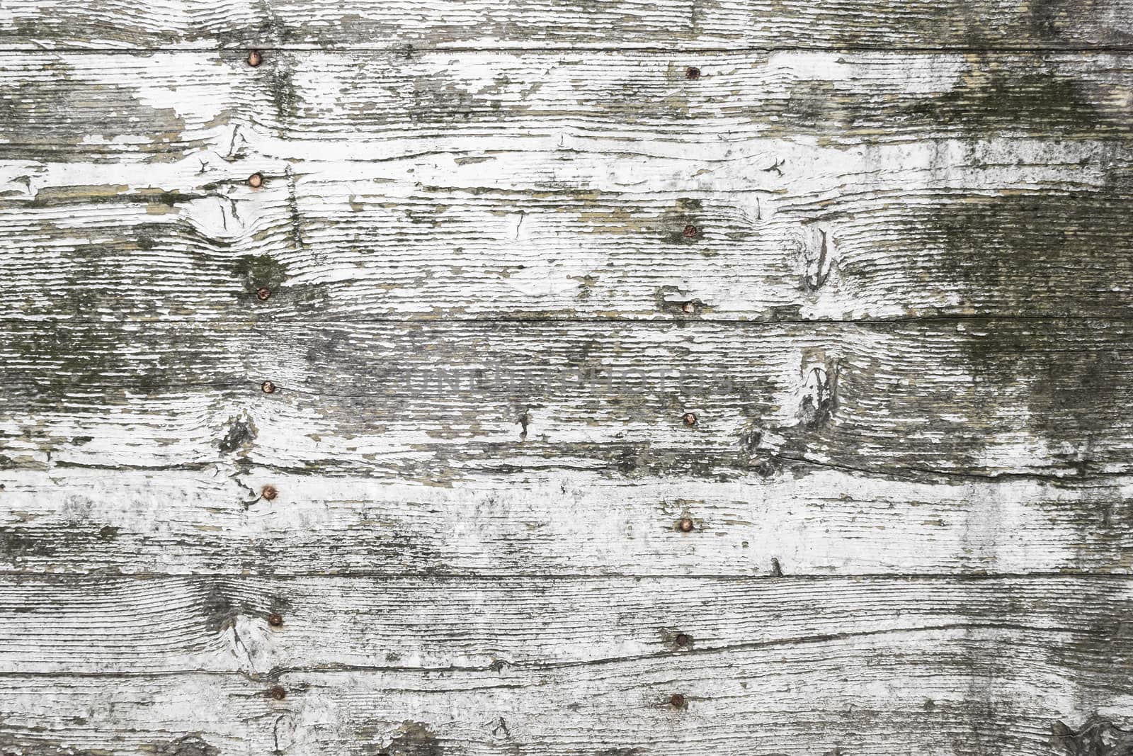 White wood texture, with traces of peeling and mold by germanopoli