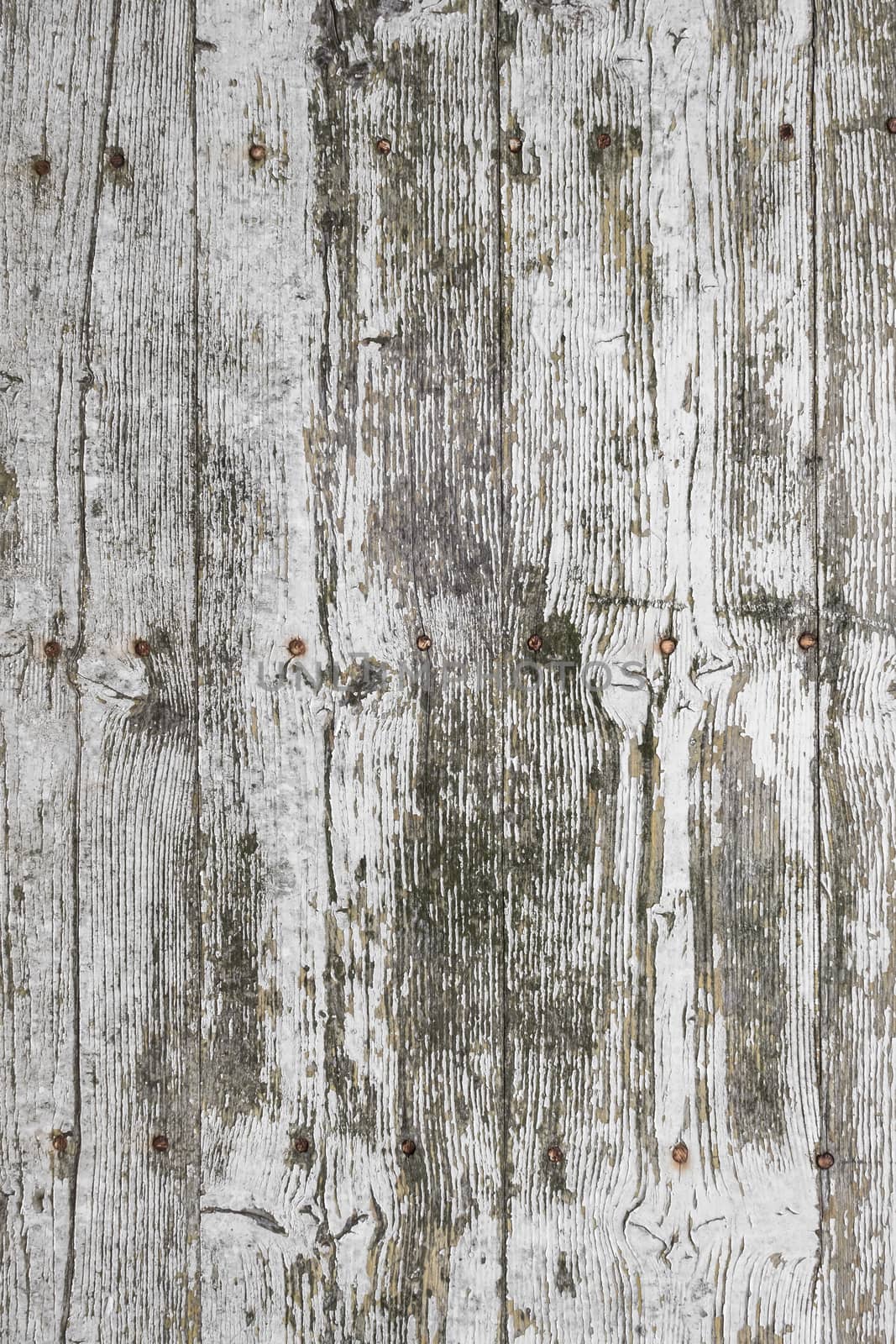 White wood texture, with traces of peeling and mold by germanopoli