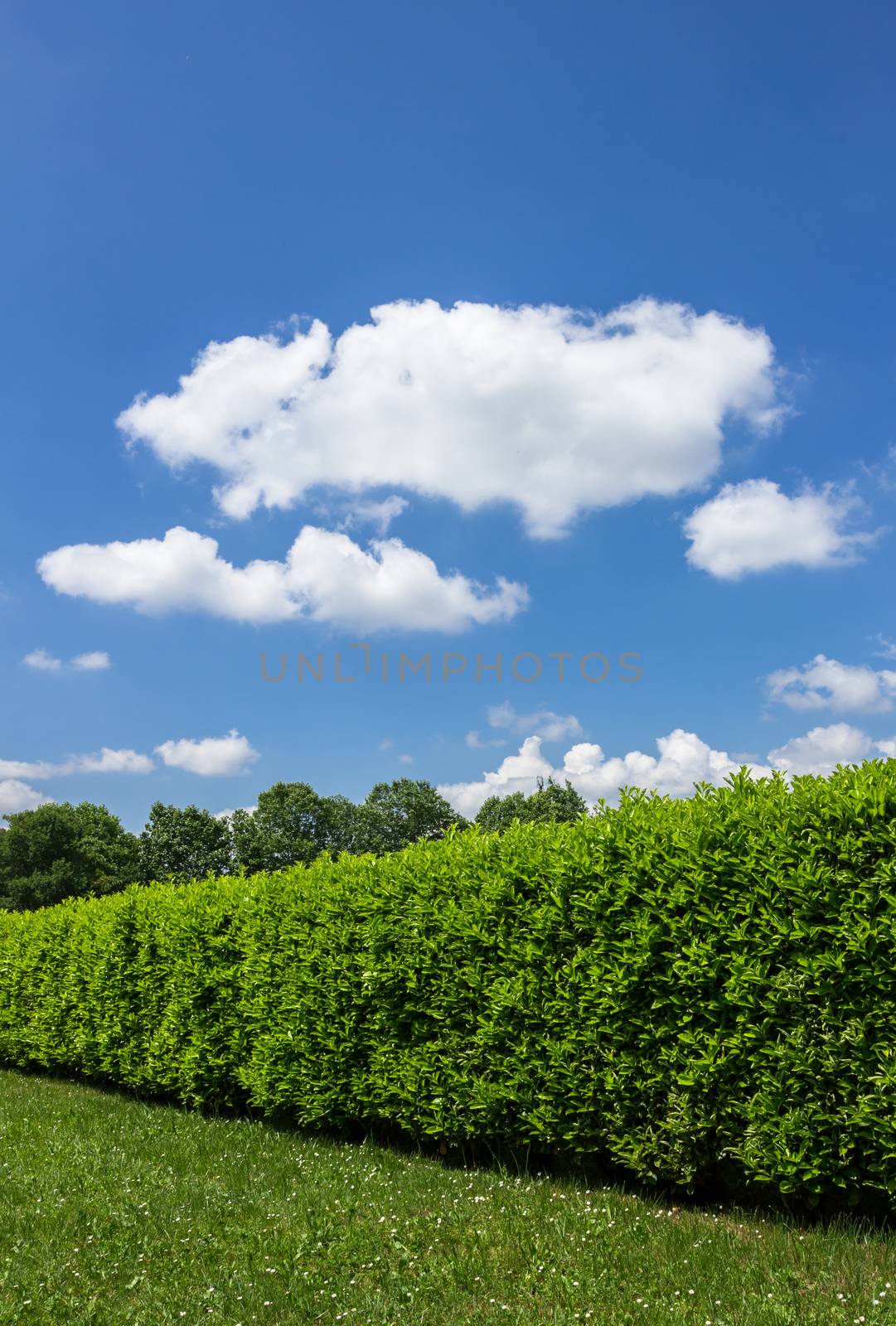 Green hedge in a garden, with blue sky and white clouds as background. Space for text.