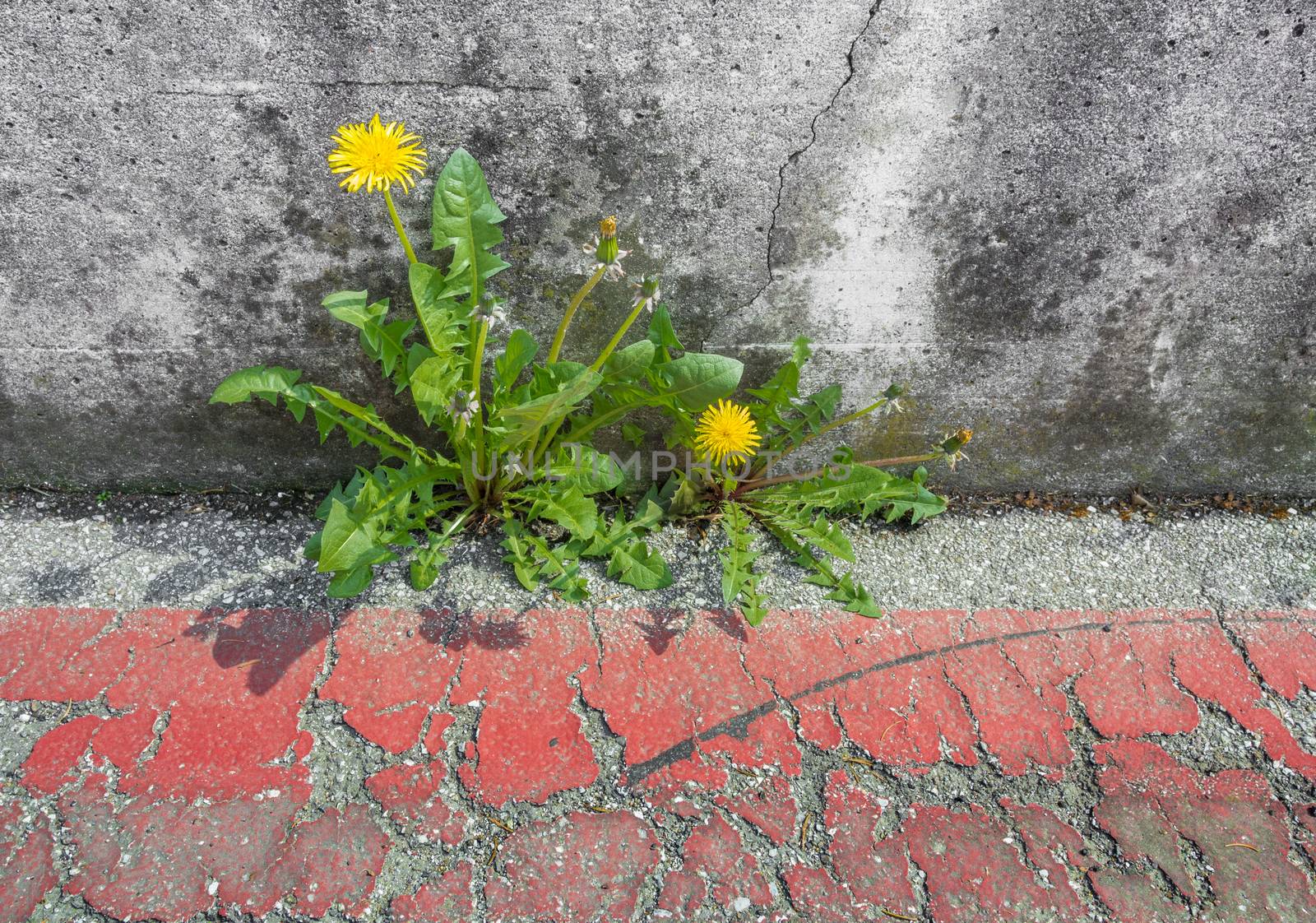 Dandelion on asphalt by germanopoli