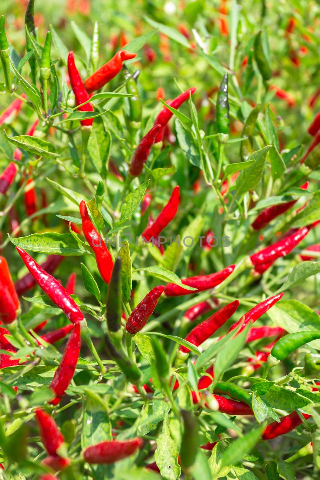 Fresh red chillies by germanopoli