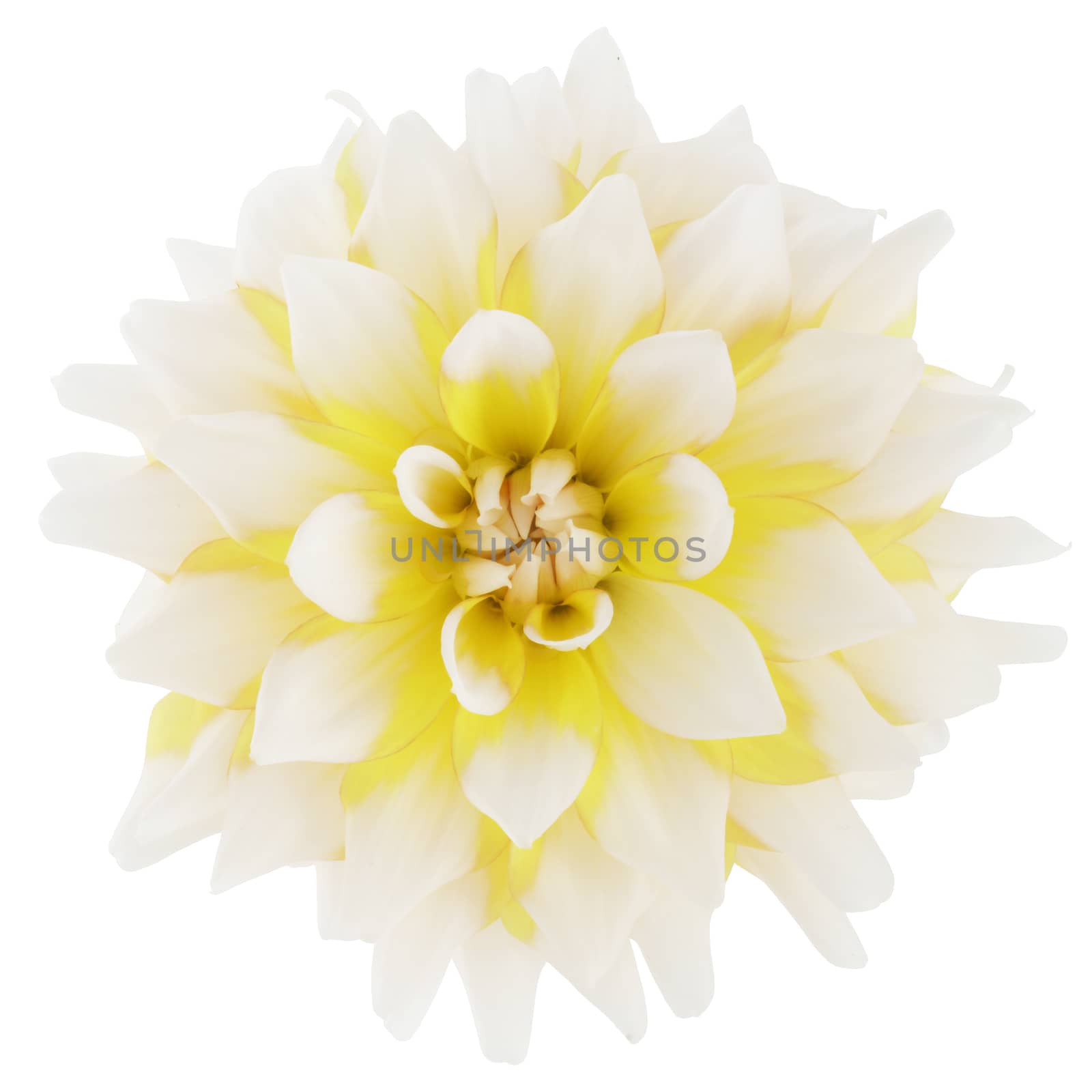 A white and yellow bi-color dahlia flower bloom isolated on white