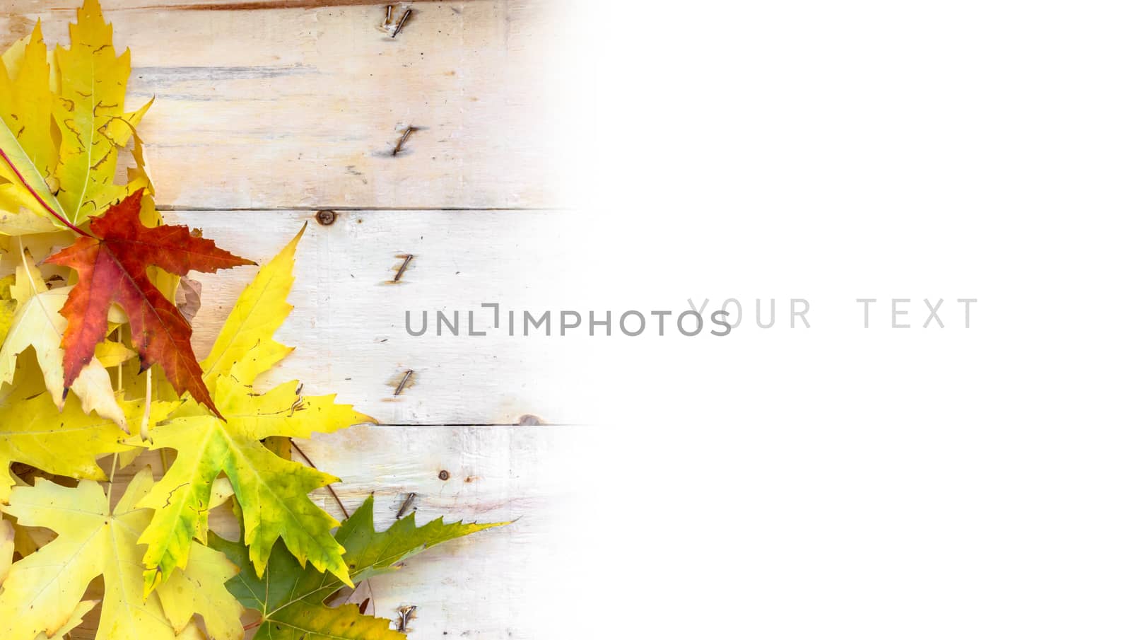 Autumn background with colored leaves on wooden board and white background. Space for text.