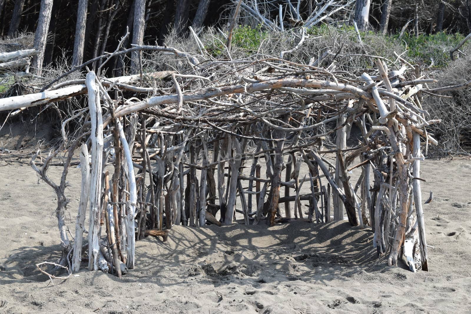 Wood construction on the beach in the pine trees and pinewood forest on the seaside, Beach and sea of Marina di Cecina, Maremma, Tuscany, Italy, Europe