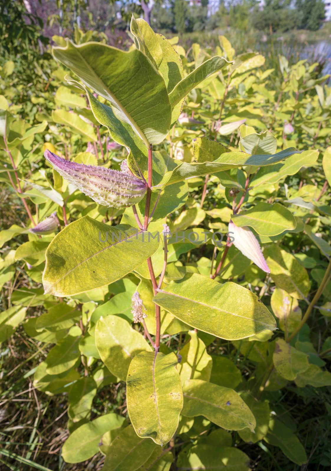 Asclepias Syriaca plant, also called milkweed or silkweed, with  fruit. This plant produces latex