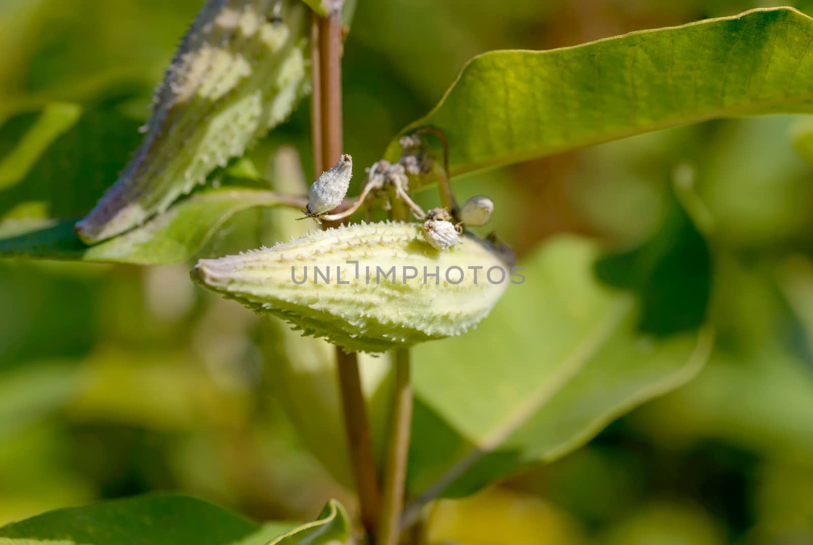 Closeup of the Asclepias Syriaca fruit, also called milkweed or silkweed. This plant produces latex