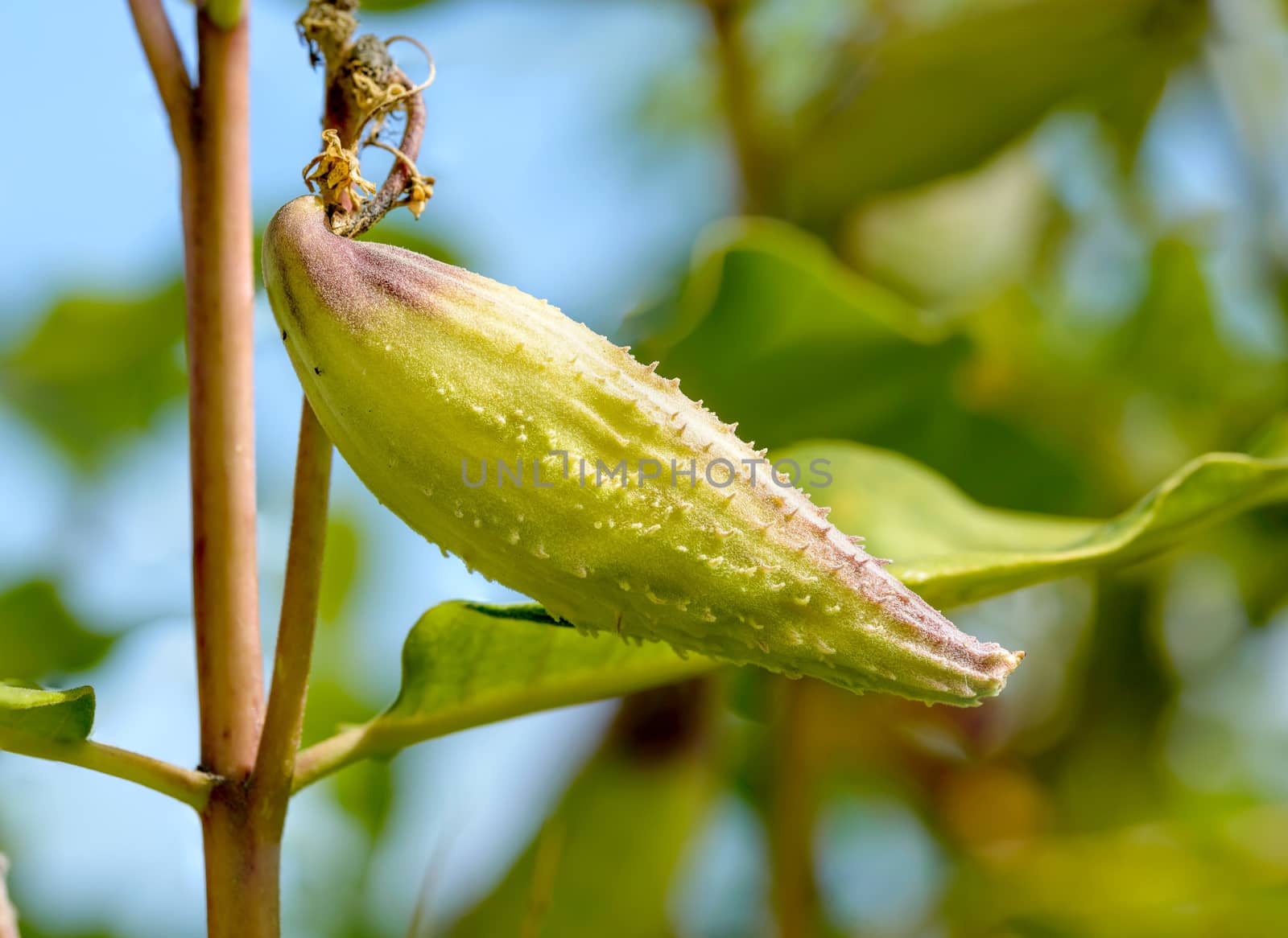 Fruit of Asclepias Syriaca by MaxalTamor