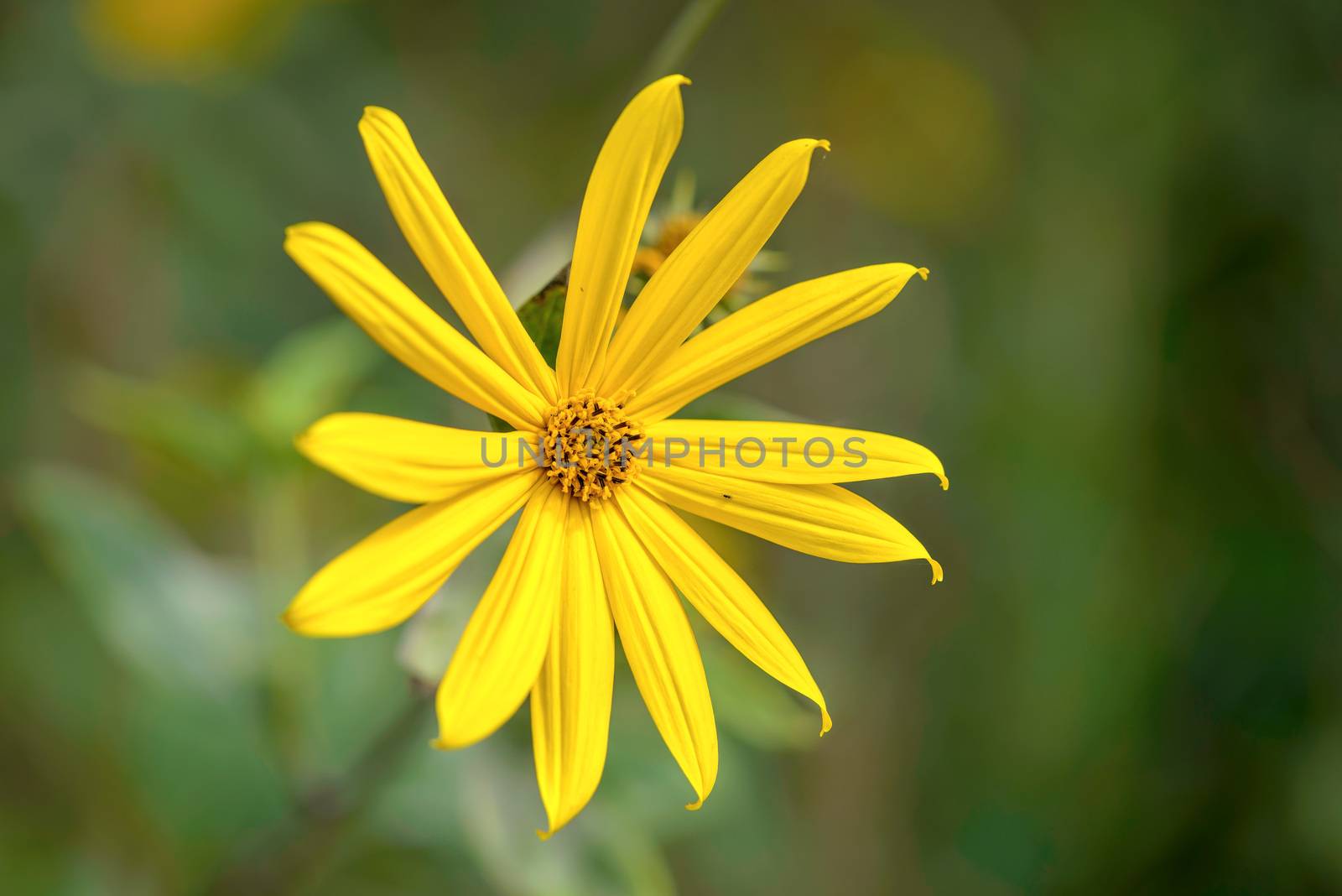 Jerusalem Artichoke Flower by MaxalTamor