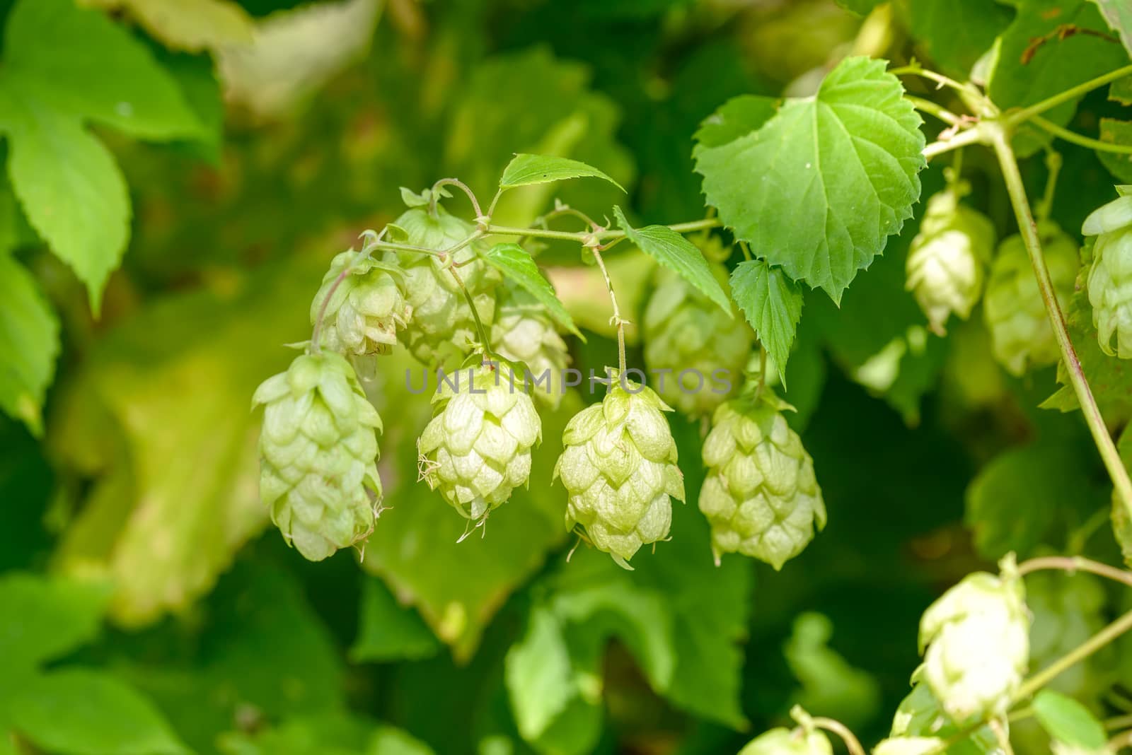 Humulus Lupulus Flowers, Also Called Hops by MaxalTamor