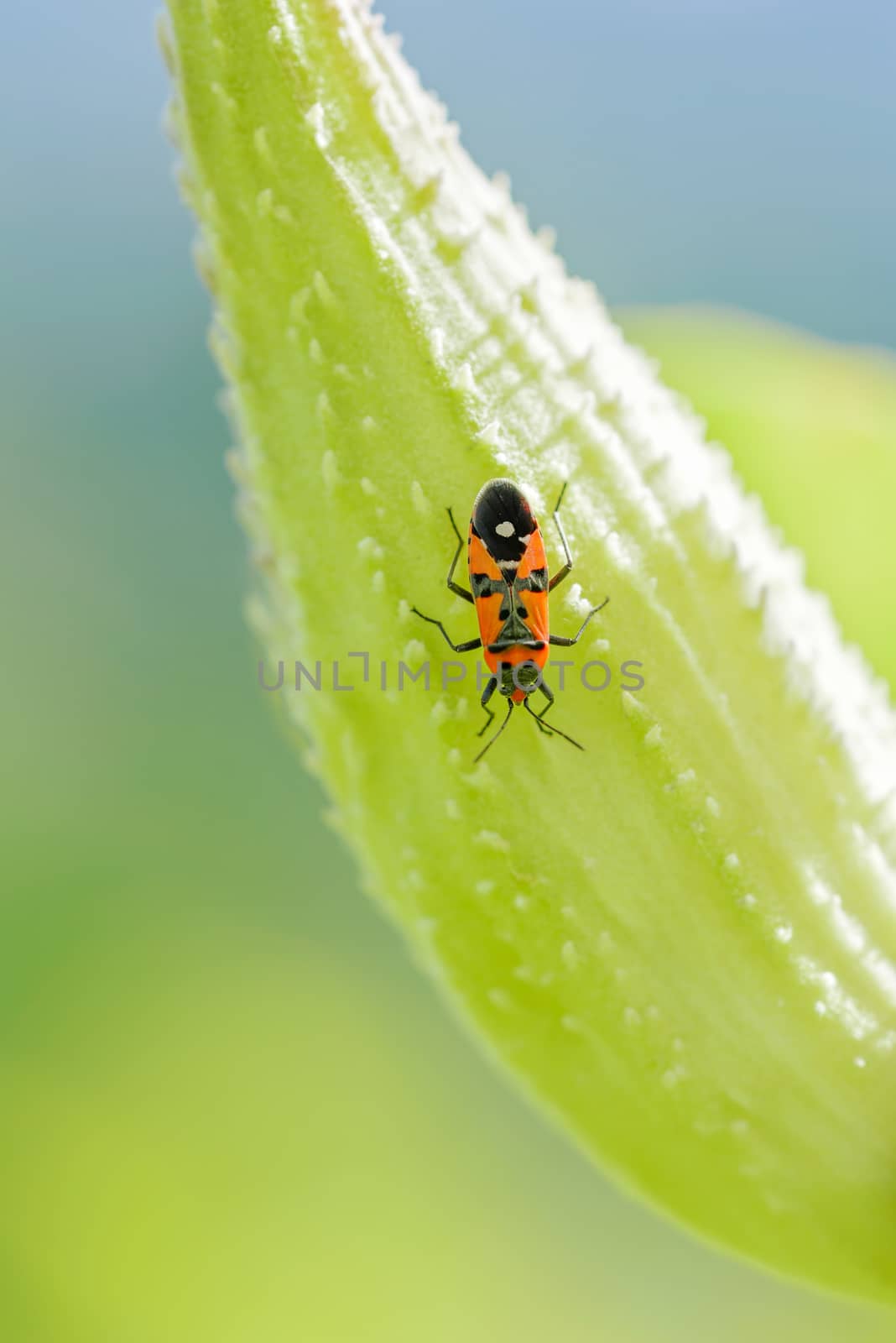 Black and red Firebug or Pyrrhocoris apterus on a Fruit of Asclepias Syriaca also called Milkweed