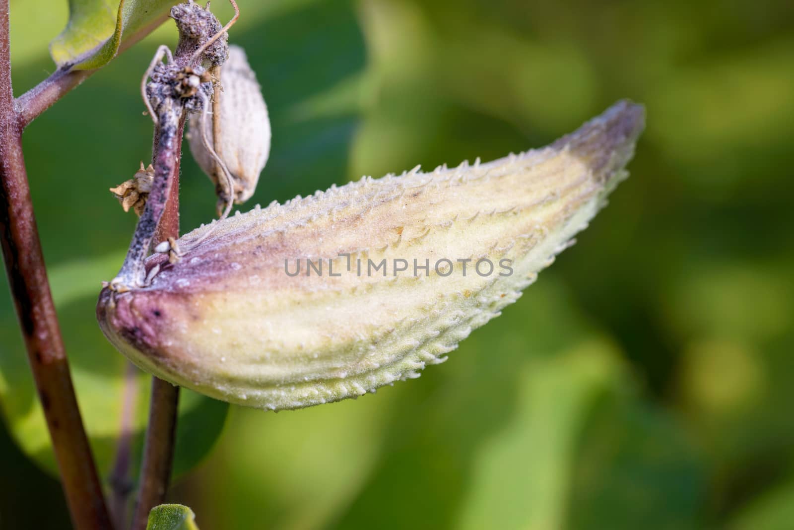 Fruit of Asclepias Syriaca by MaxalTamor