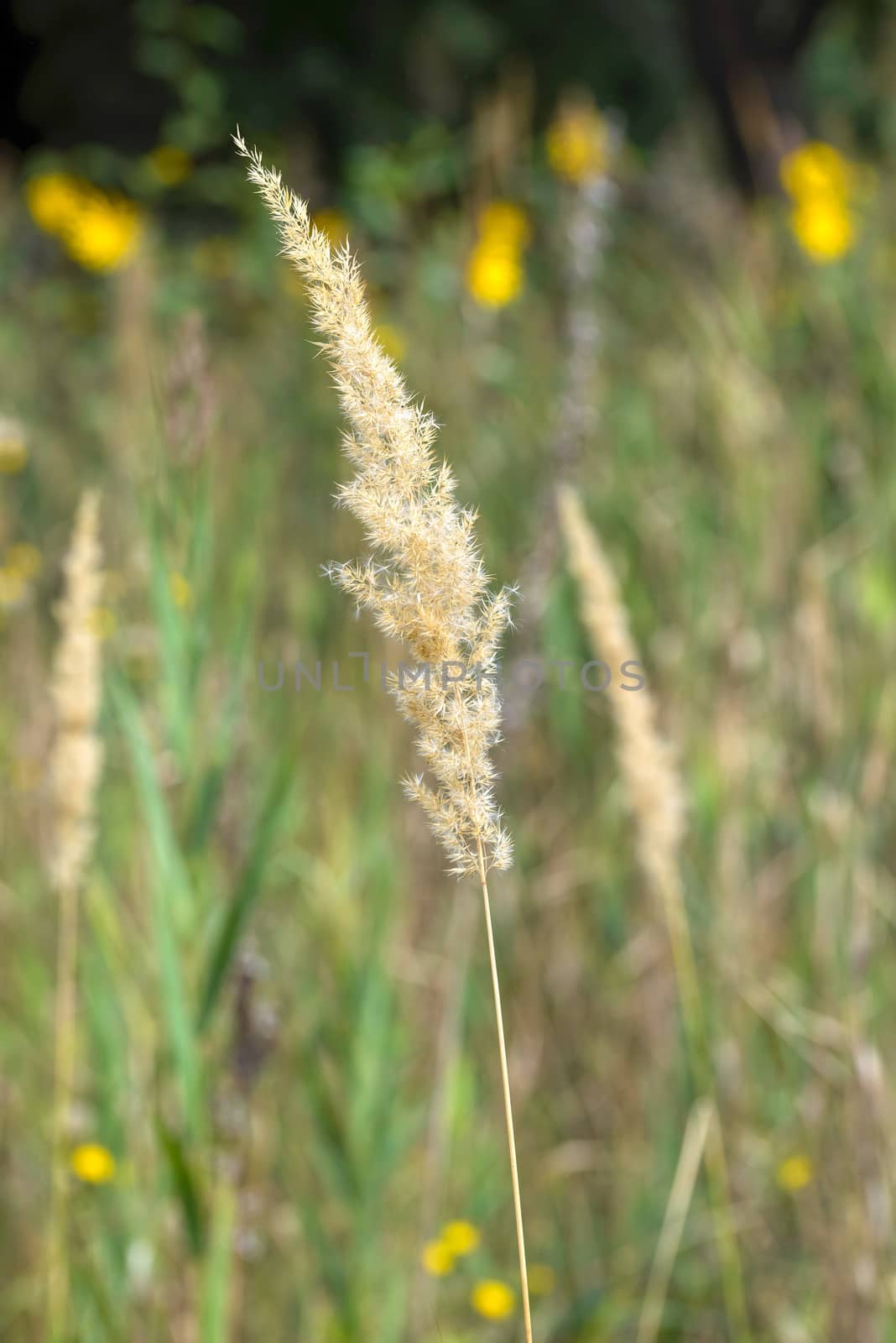 Calamagrostis Epigejos also called reed grass growind in the meadow